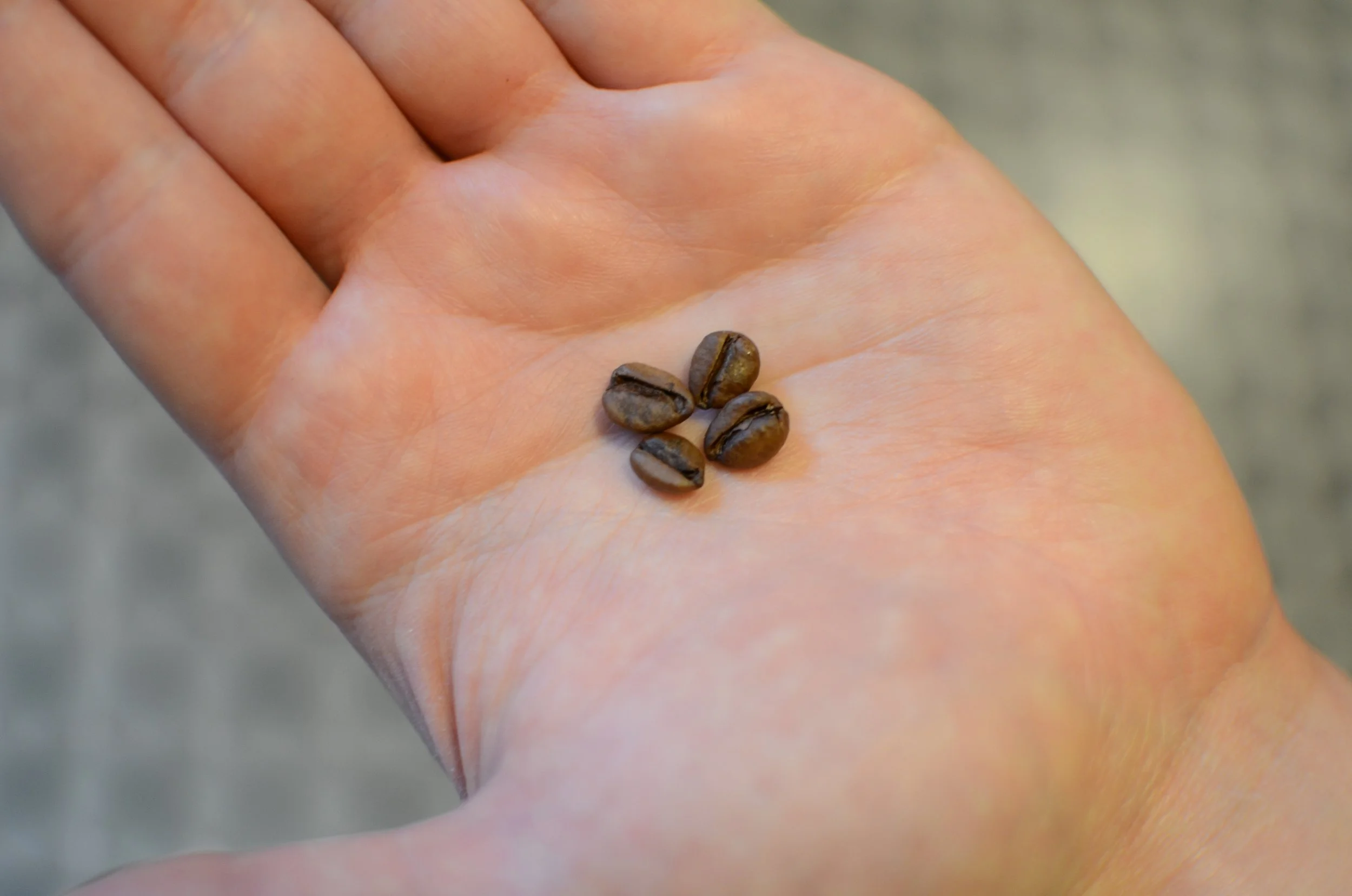 Liberica and Excelsa confirmed as separate species — Our journey with Excelsa continues