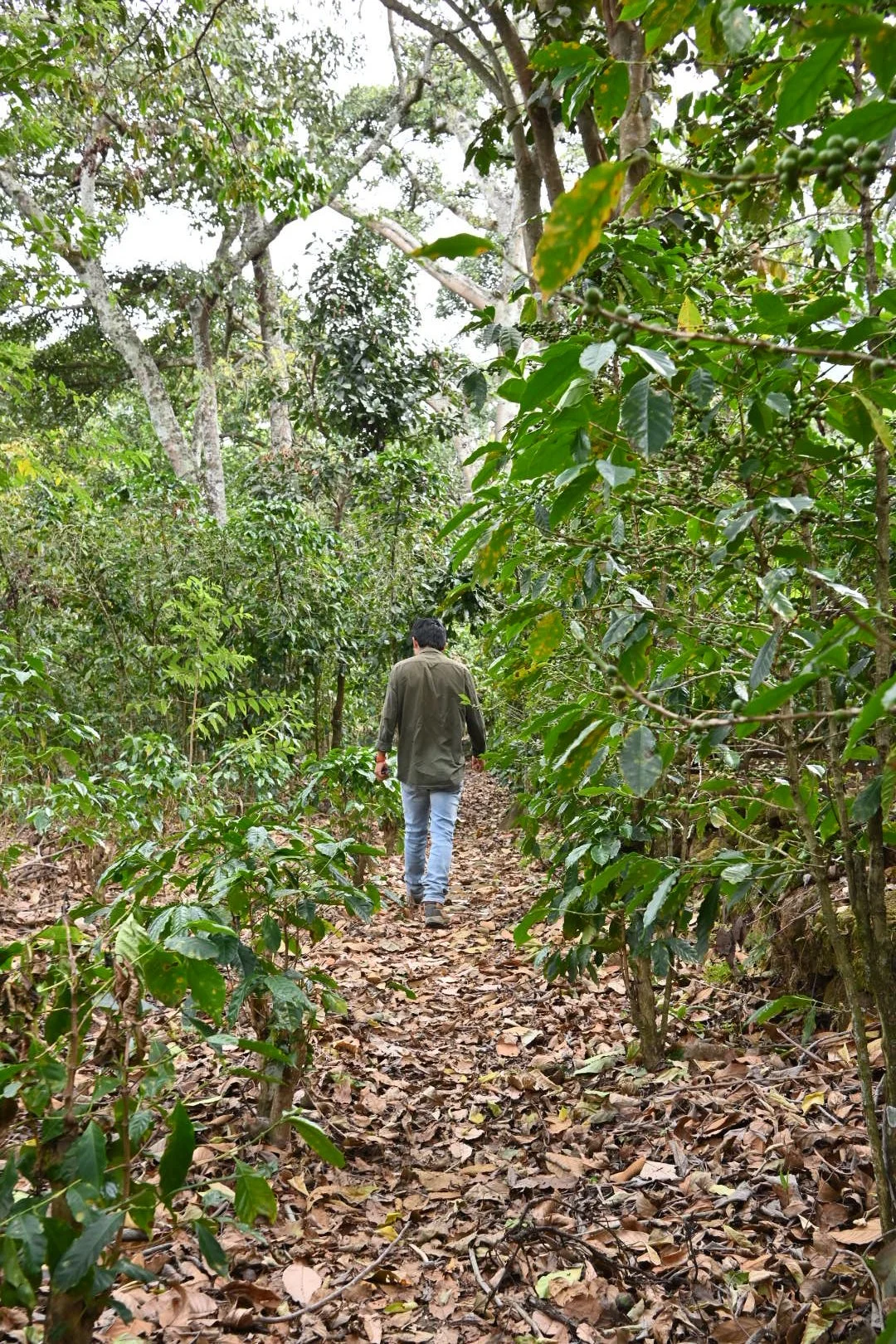 A person walking on a narrow trail through a dense, green forest with fallen leaves on the ground.