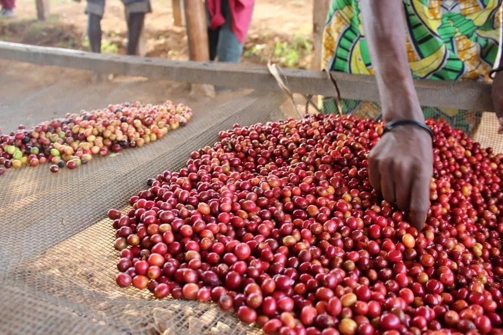 Nemba Yeast Intenso - Burundi