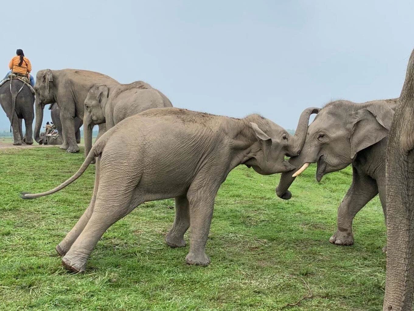 Illegal Wildlife Trade and Financial Investigations in West Africa