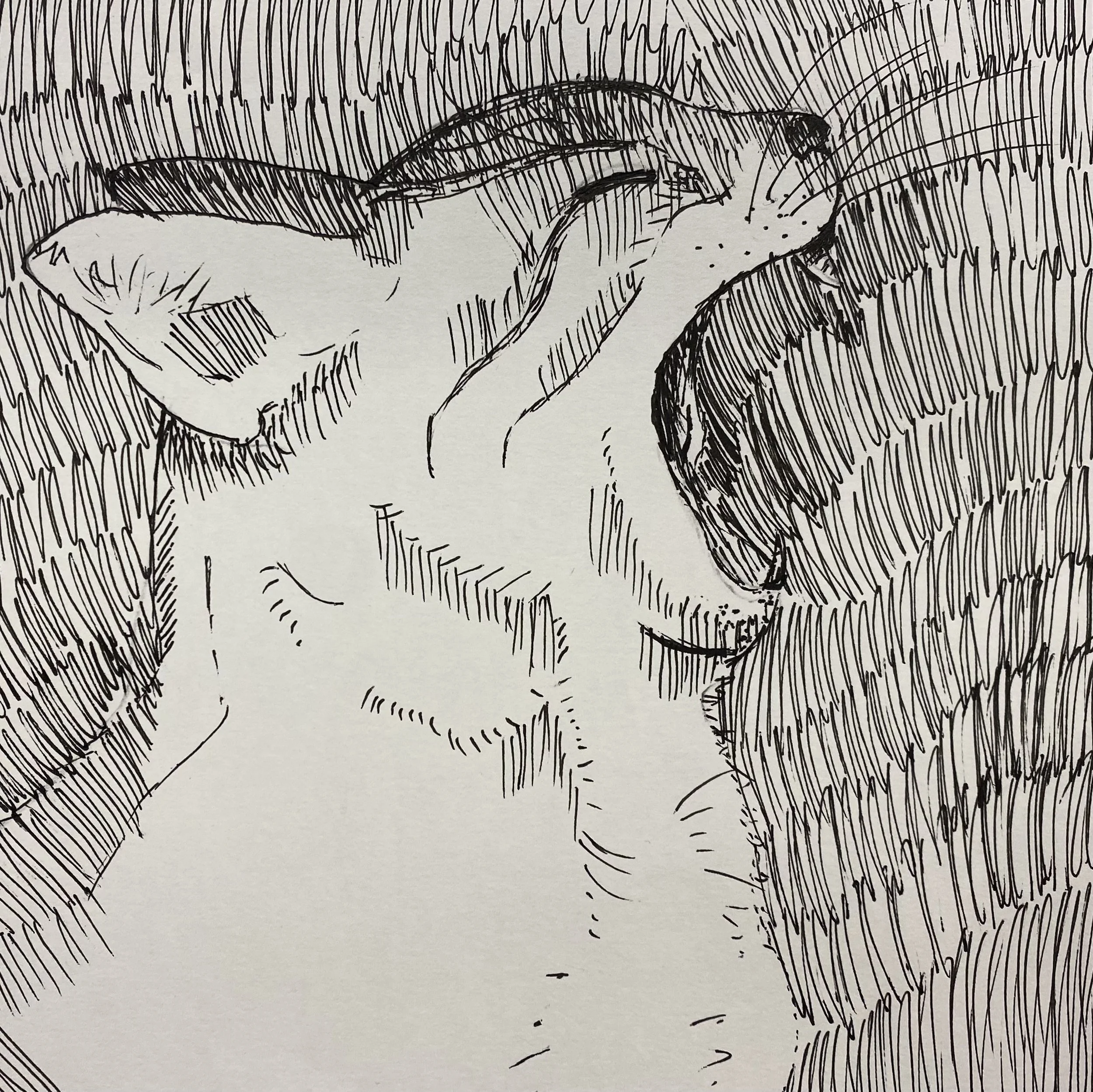 Yawn