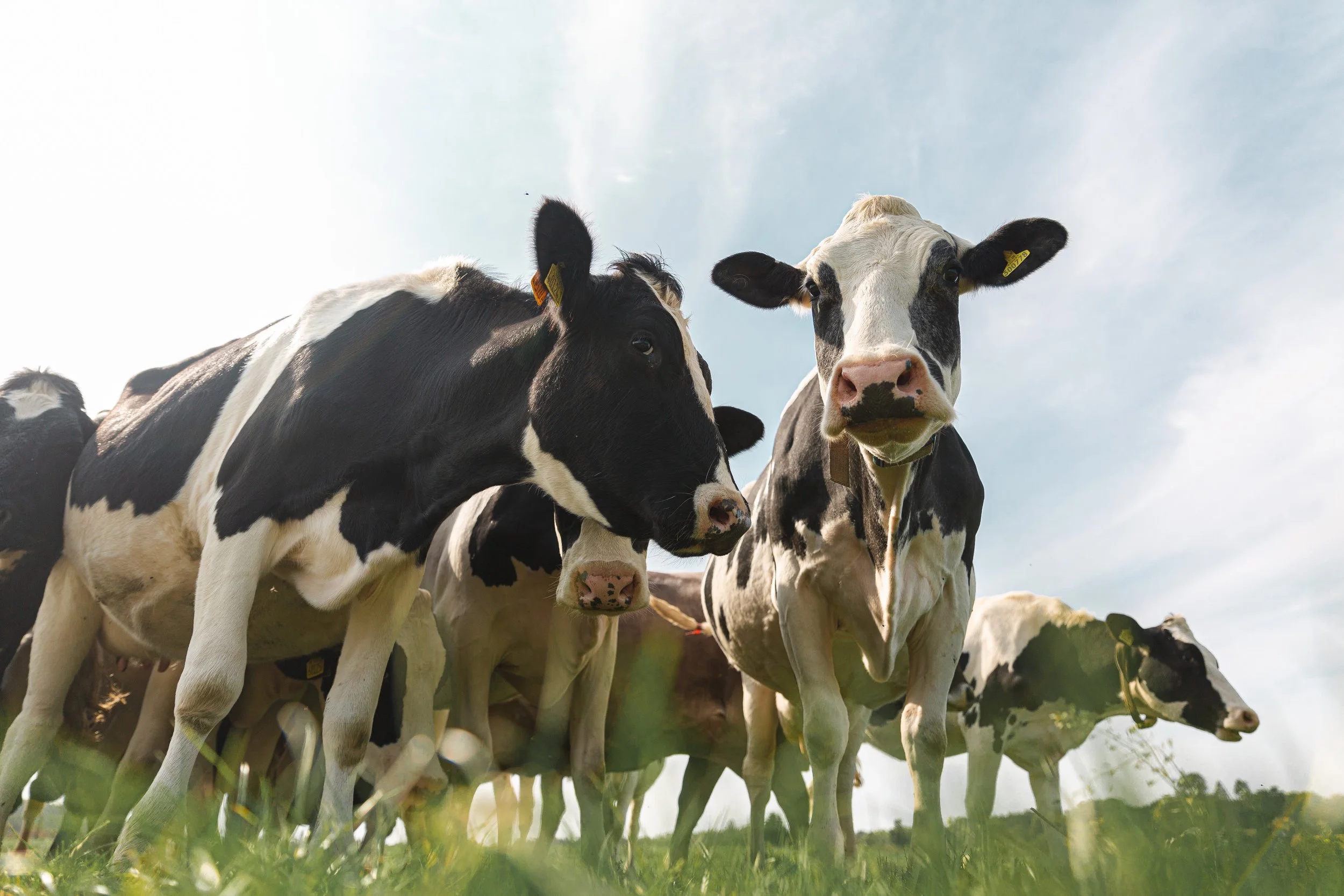 HanleyFarmShop09-20 (15 of 18).jpg