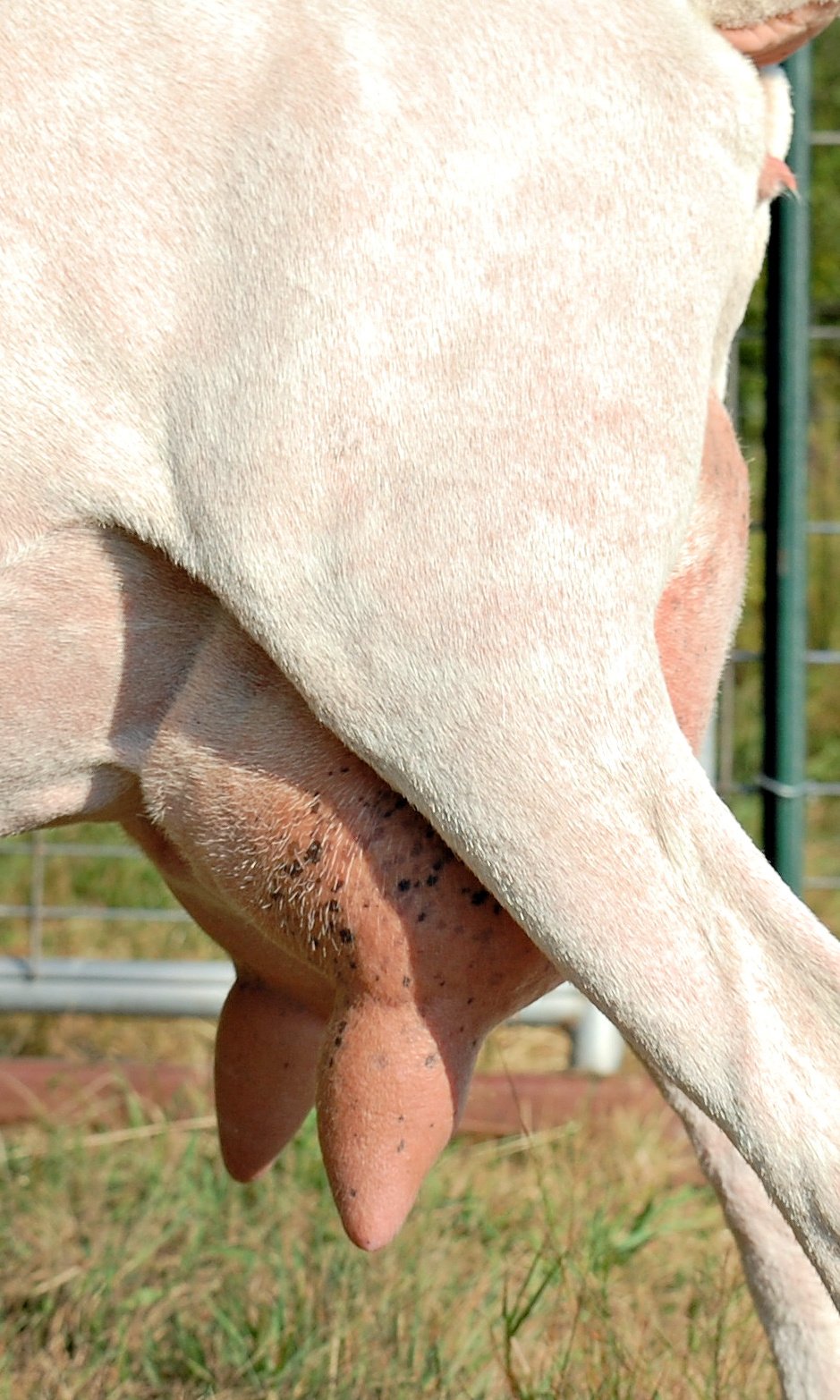 Rose foreudder 9.2022.jpg