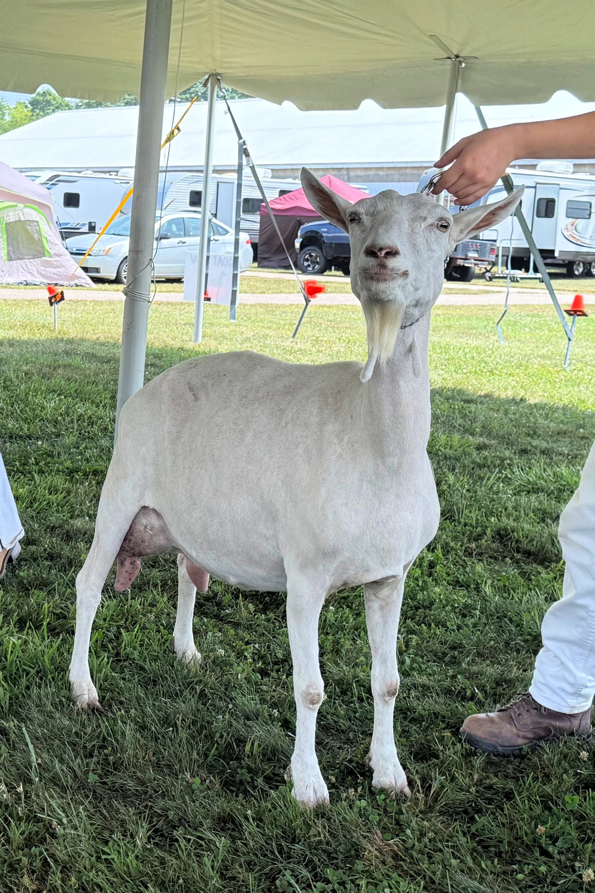 Rose 2025 4-H fair.jpg