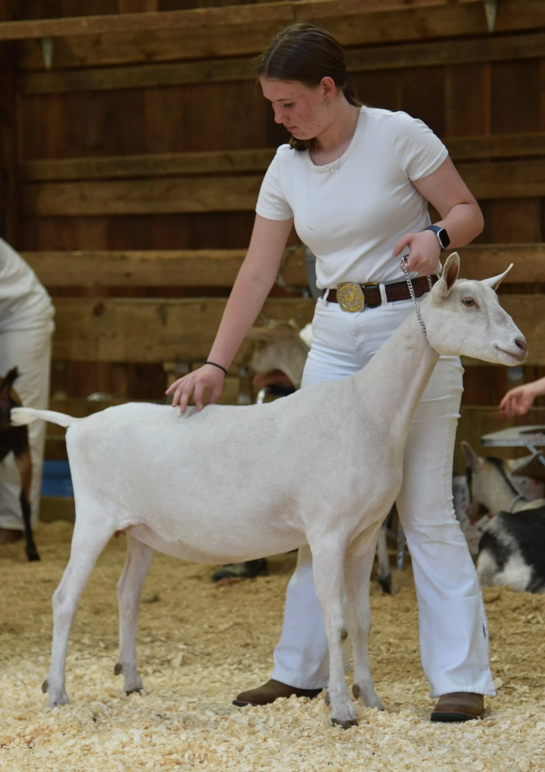 A white goat being shown at a dairy goat show
