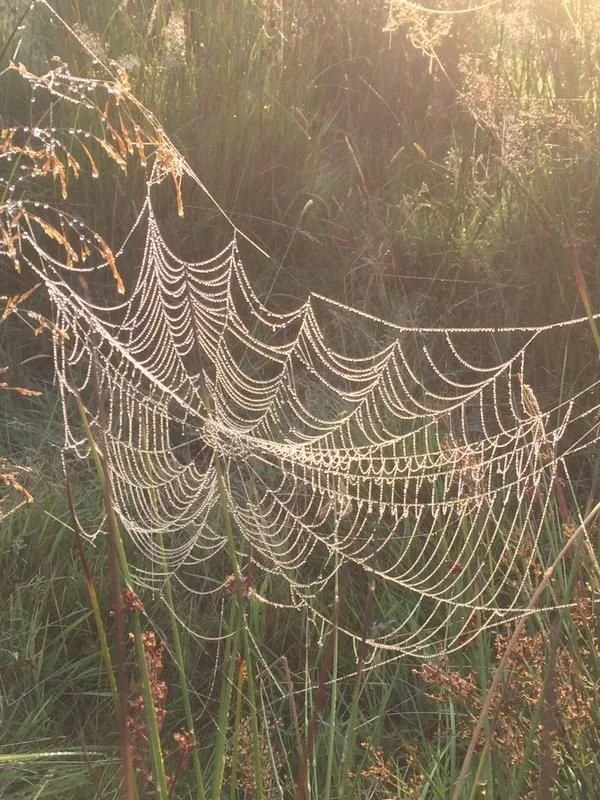 Fascia: The Body Wide Web