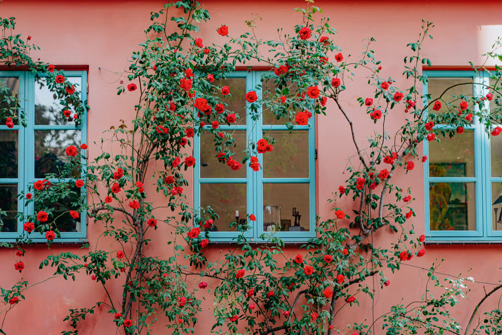ELLE DECOR | How to Grow Climbing Roses That Look Straight Out of a Storybook