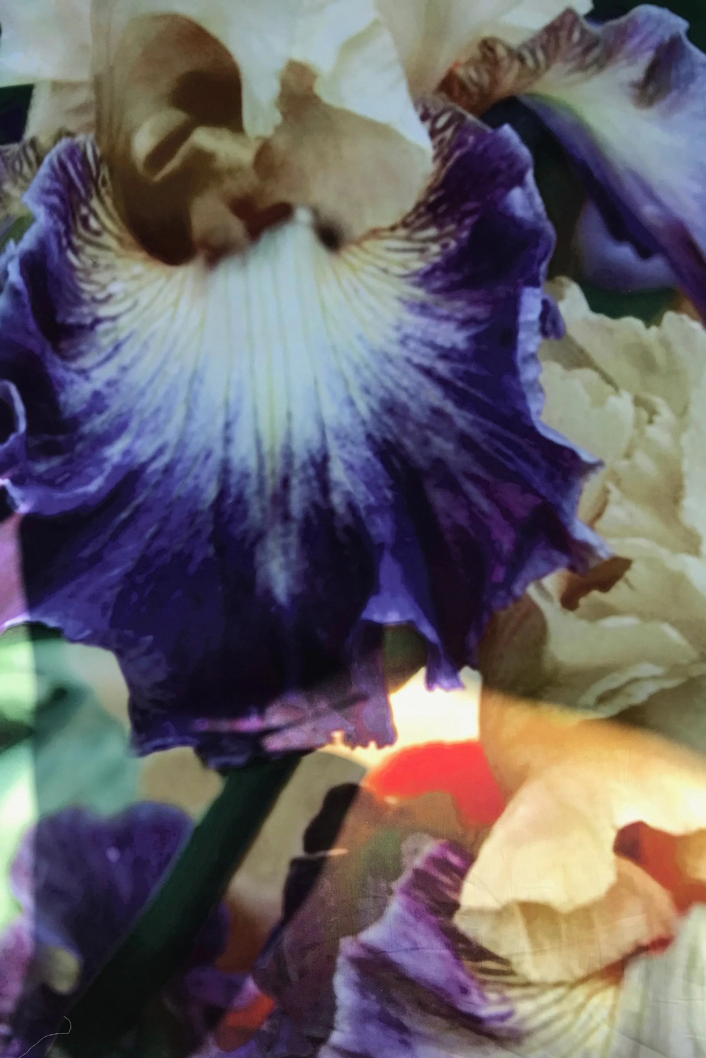 cotton with giant iris9.jpg