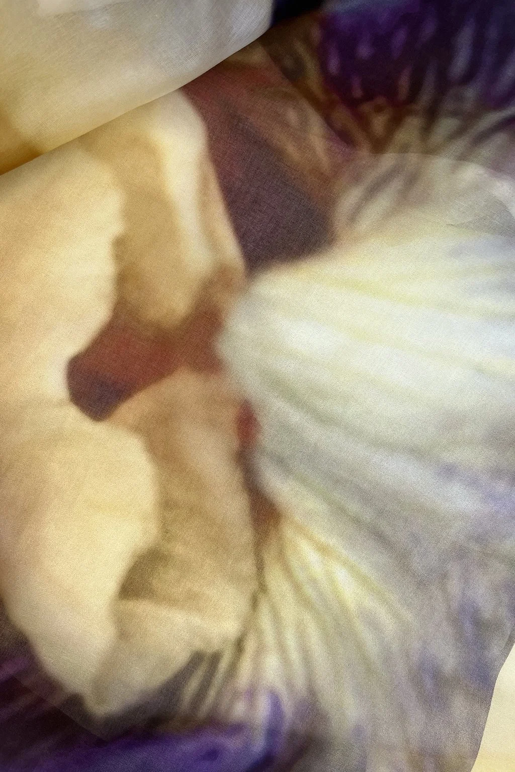 iris voile8.jpg