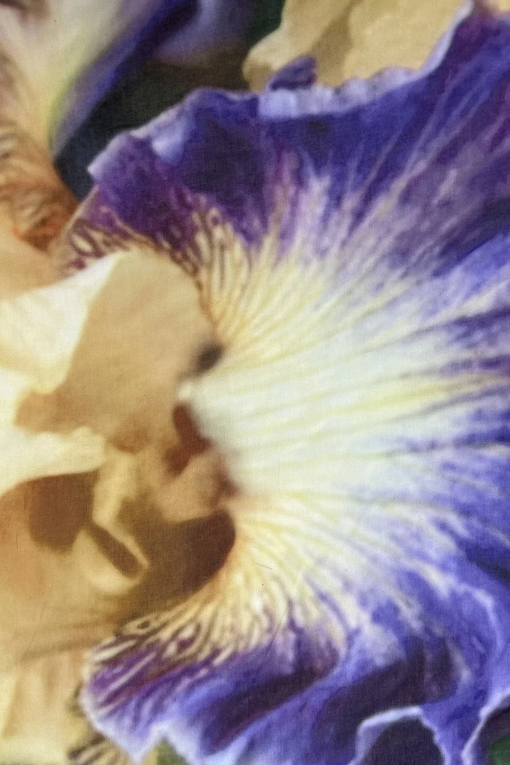 iris voile.jpg