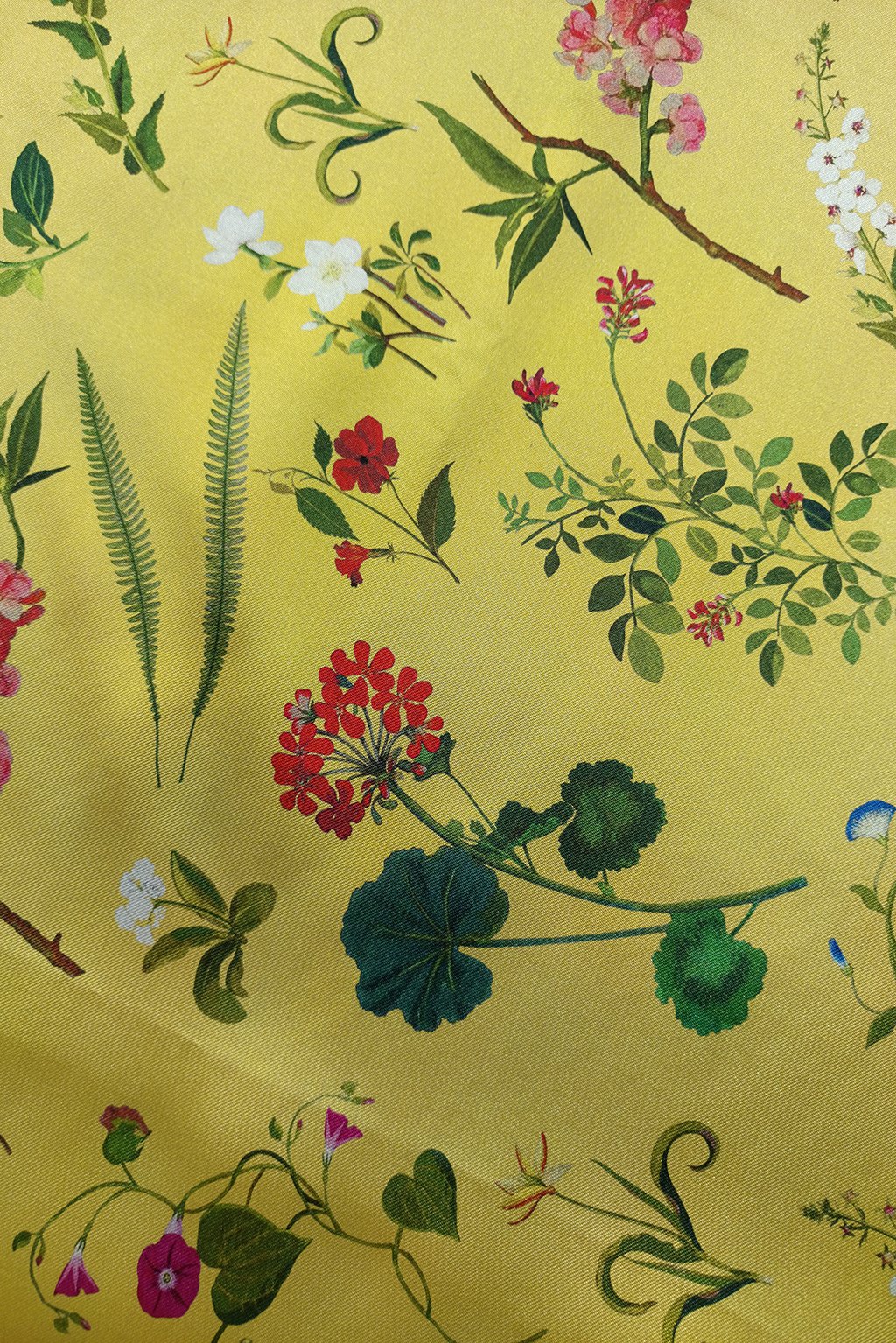geranium yellow c.jpg
