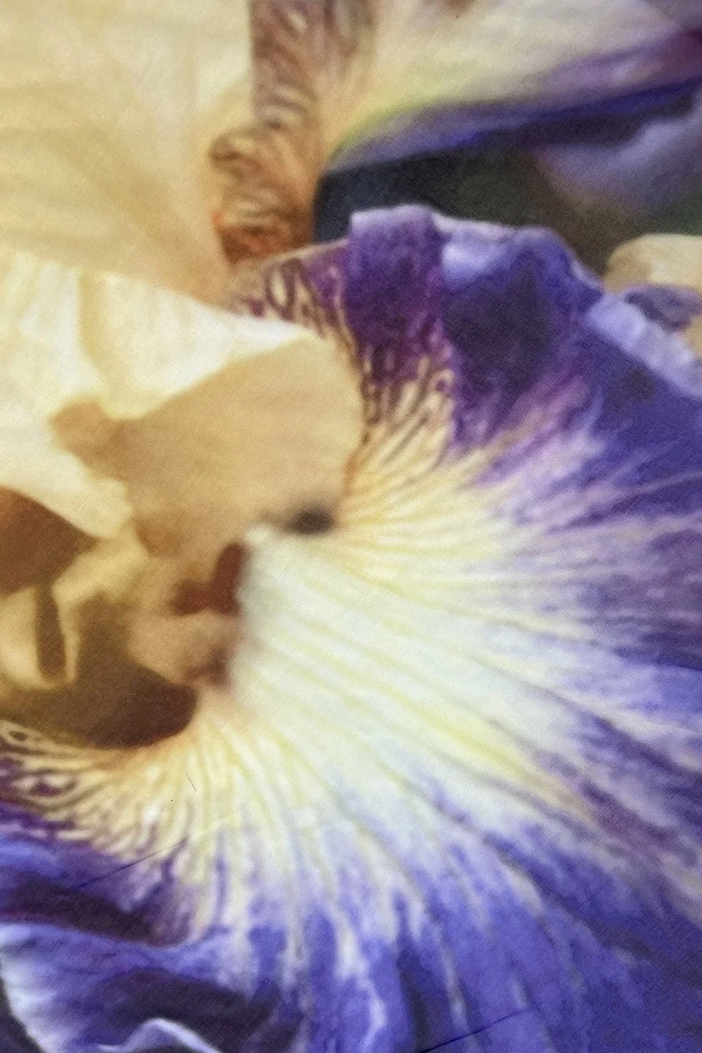 iris voile5.jpg