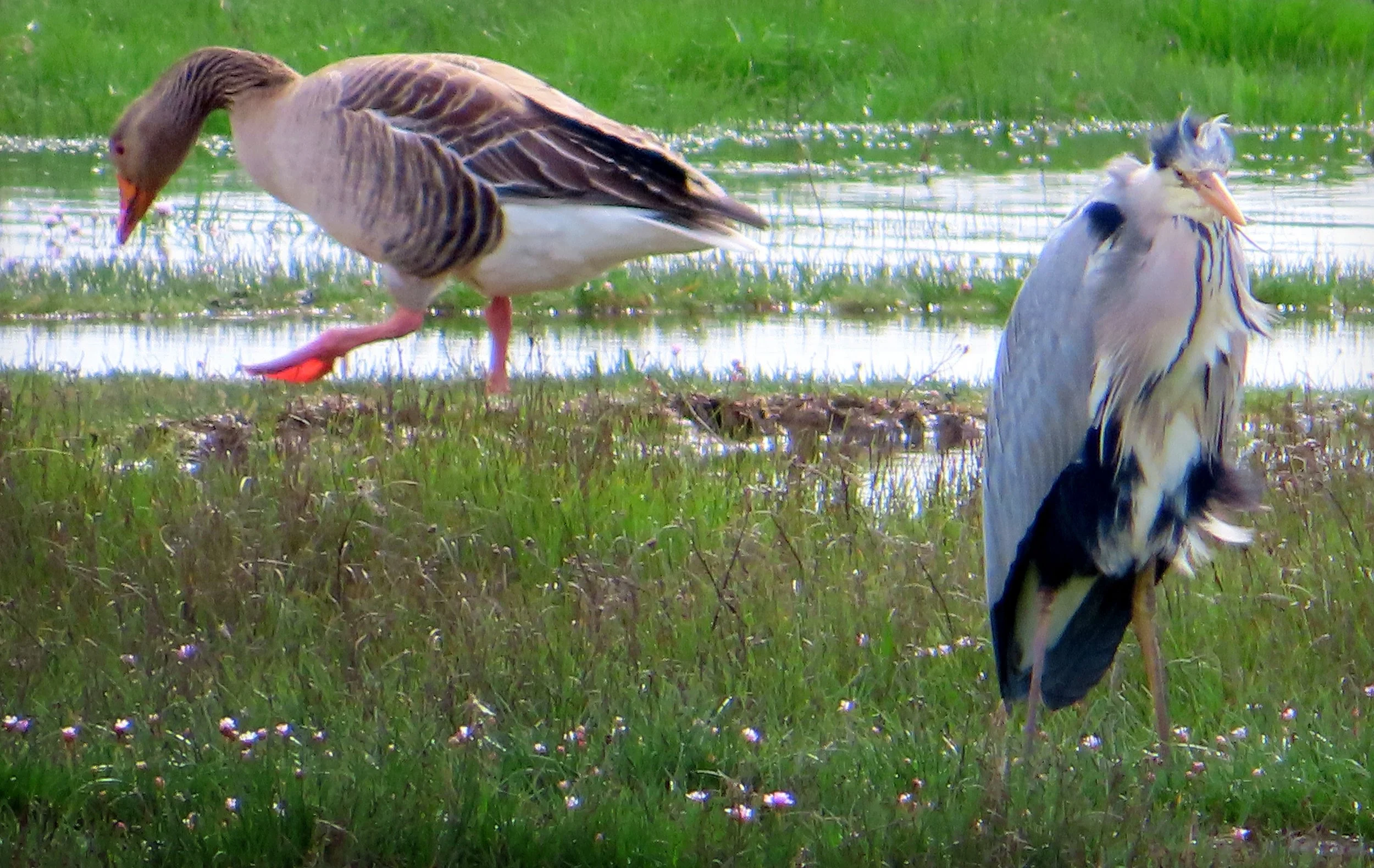   Aberlady Bird Life - Lunchtime down the 'Duck & Heron'?  