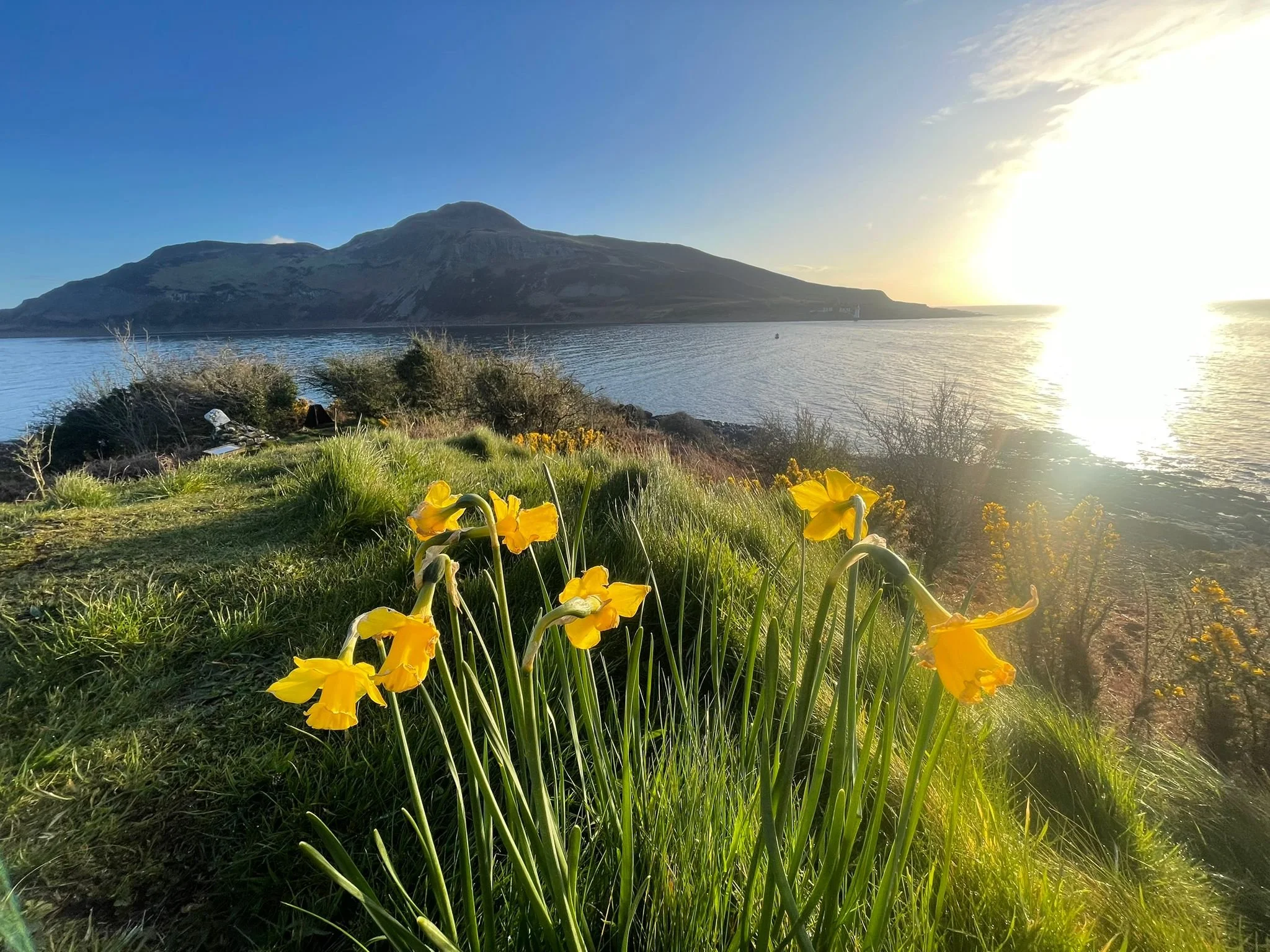   Daffodils, Viking Fort (Kingscross)  