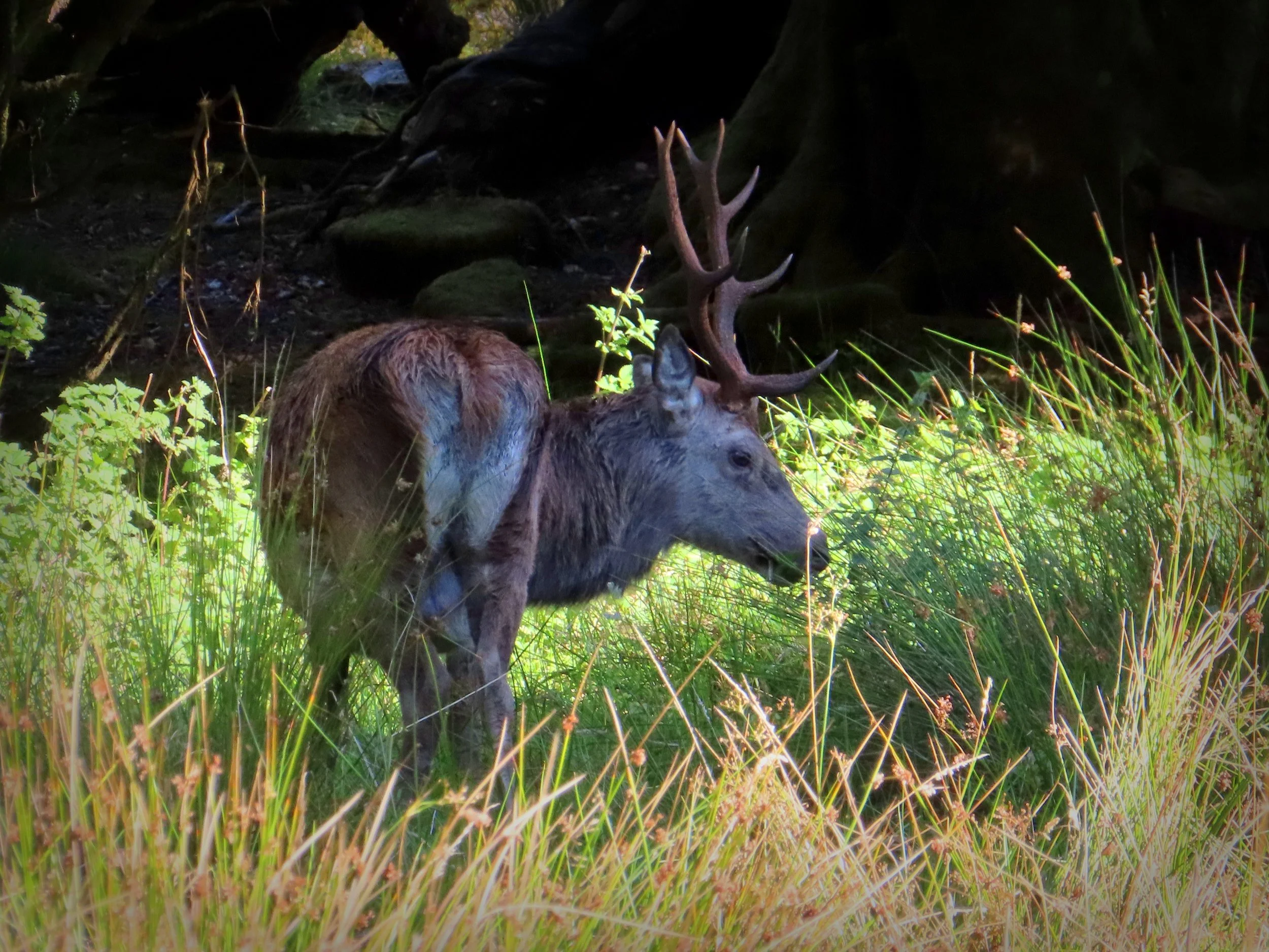   A 'Staggering' Big Beastie, Dorlin (Photo by Karen Scott)  