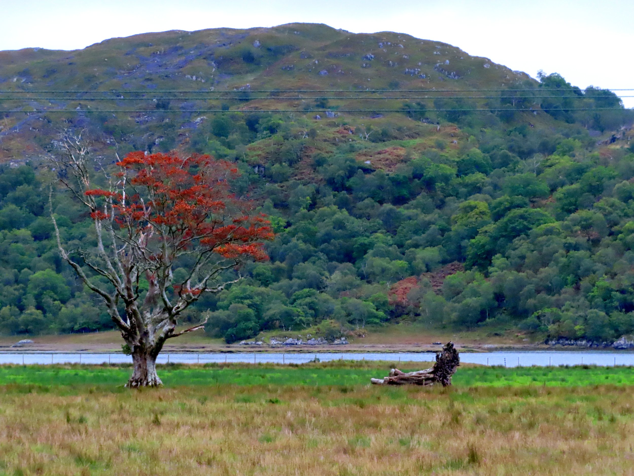   All That Remains: The Seven Trees of Moidart (Photo by Karen Scott)  