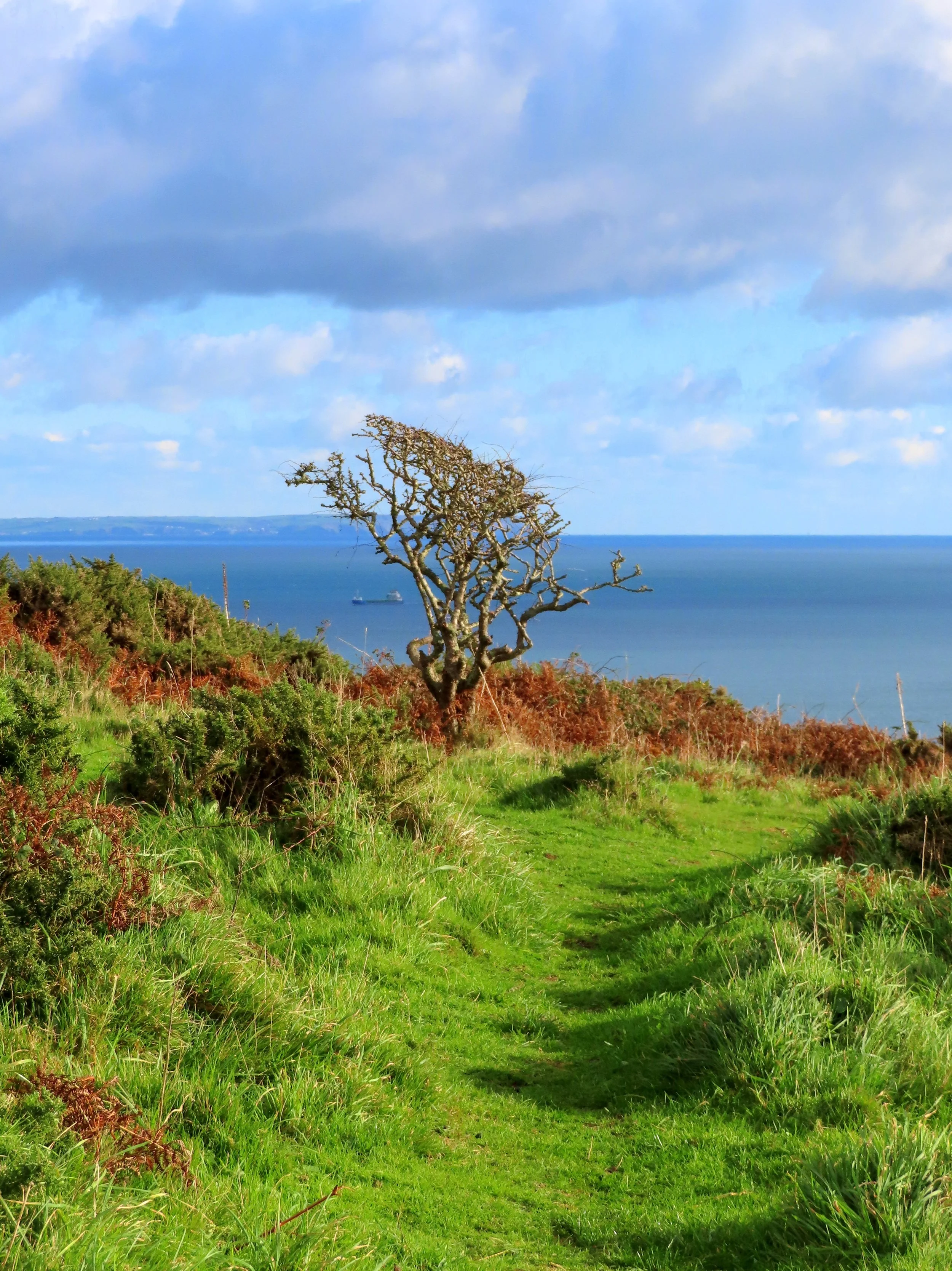  That 'Lone Tree' Vibe (Rame Head - Windswept & Interesting!)  
