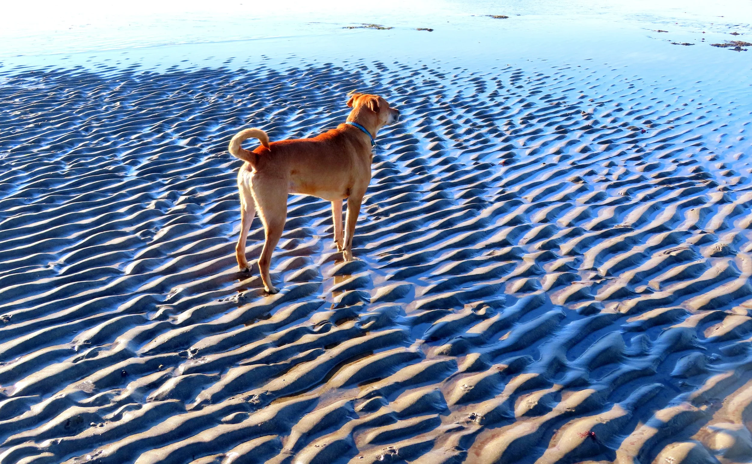   Low Tide, Low Sun - but High Alert! (Rocky at Par Sands)  