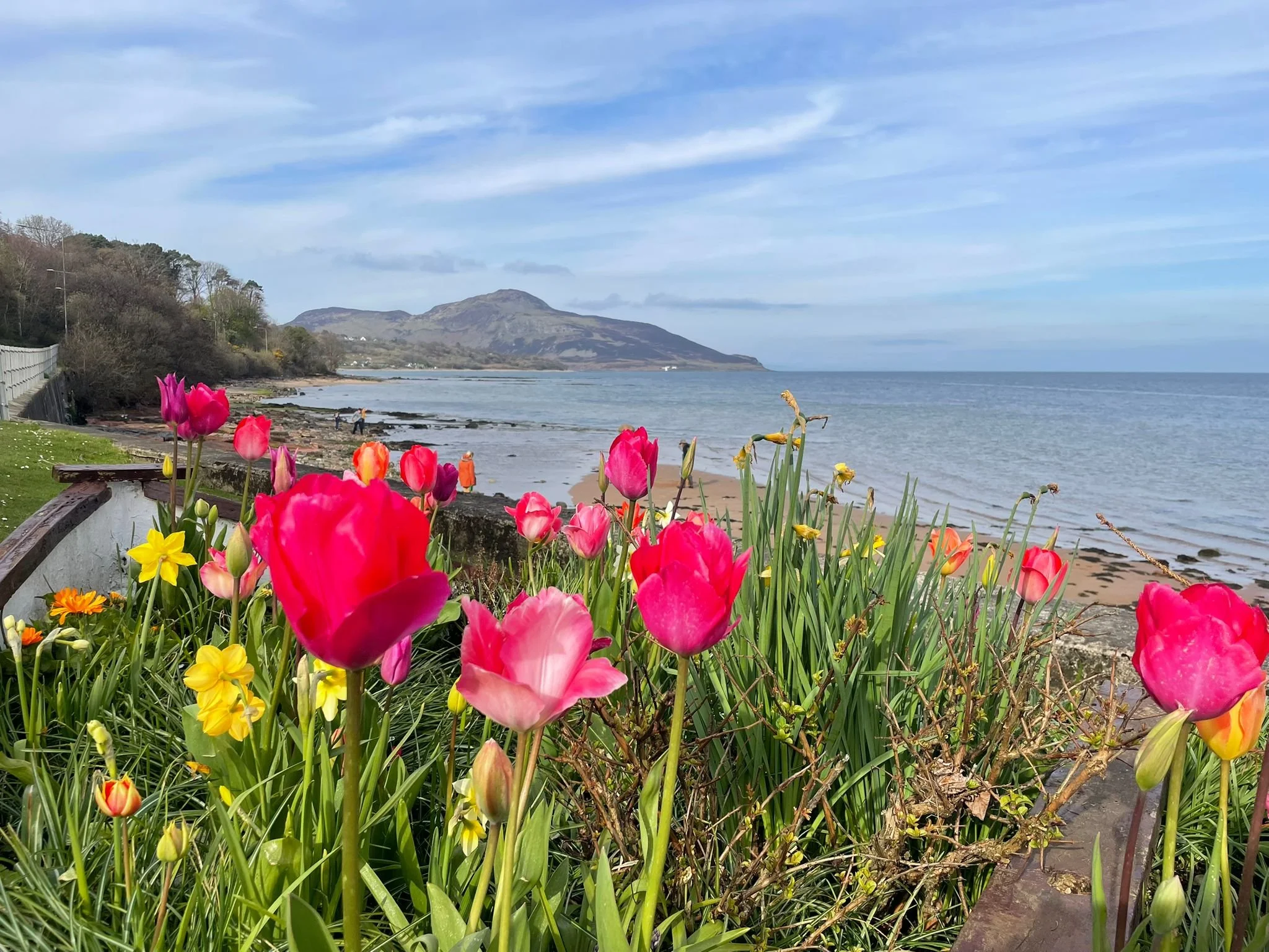   Tulips in Arran-sterdam  