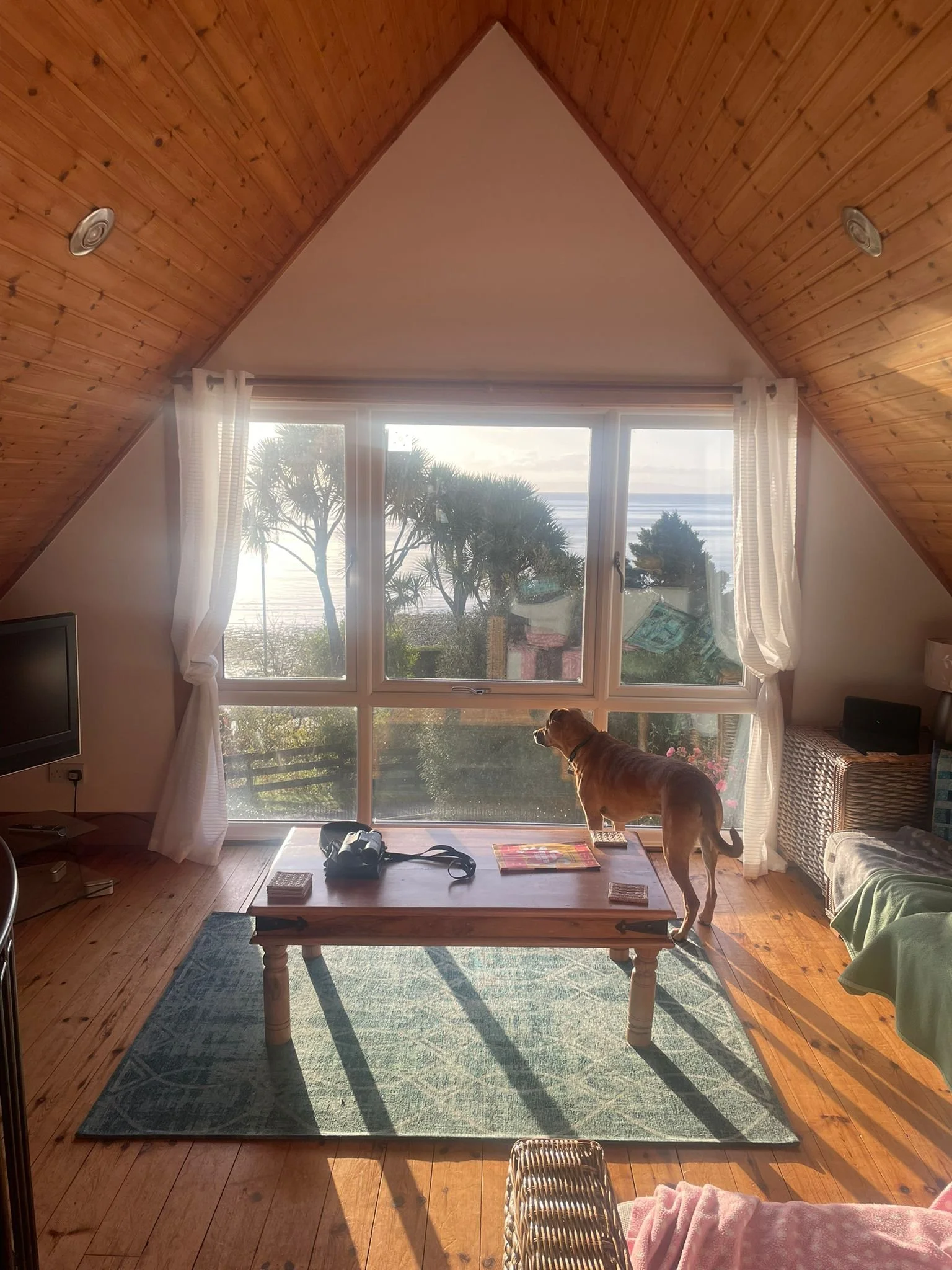   Rocky patrols "The Smiddy"  