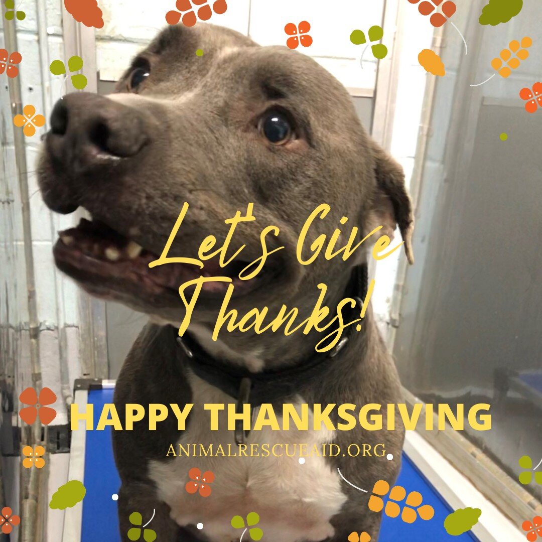 Happy Thanksgiving to everyone from Animal Rescue Aid! #happythanksgiving