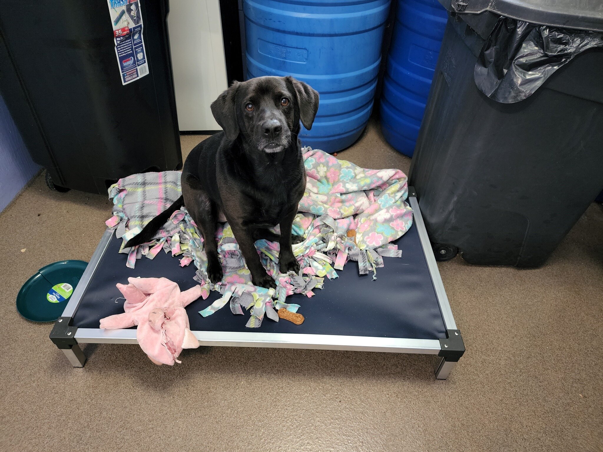 Thank you to everyone who donated so we could send Hawkinsville / Pulaski Animal Control GA - beds for their pups! ❤

&quot;Thank you so much for these beds! We like most shelters have been slammed with minimal rescue help. But here is a pic of Duke 