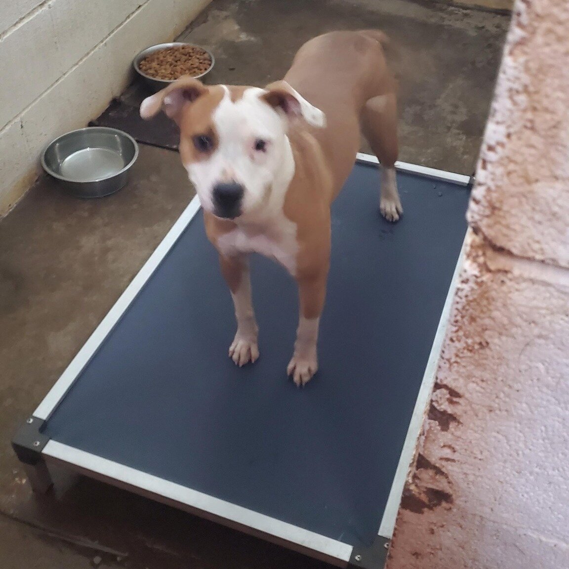 We were so happy to send this little dog pound in Missouri (East Prairie Animal Control) the 9 beds they needed so that every pup would have a bed. 
Thank you to everyone who donated!❤

&quot;Thank you for these donated beds.  They are very much appr