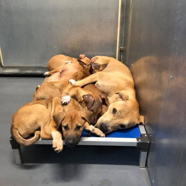 GIVING TUESDAY - Please open your hearts (and wallet 😁) and give a little so we can send more pups in shelters a bed up off the cold, concrete floors this winter.  Shelters are overwhelmed and pups are spending more time in shelters than before .. l