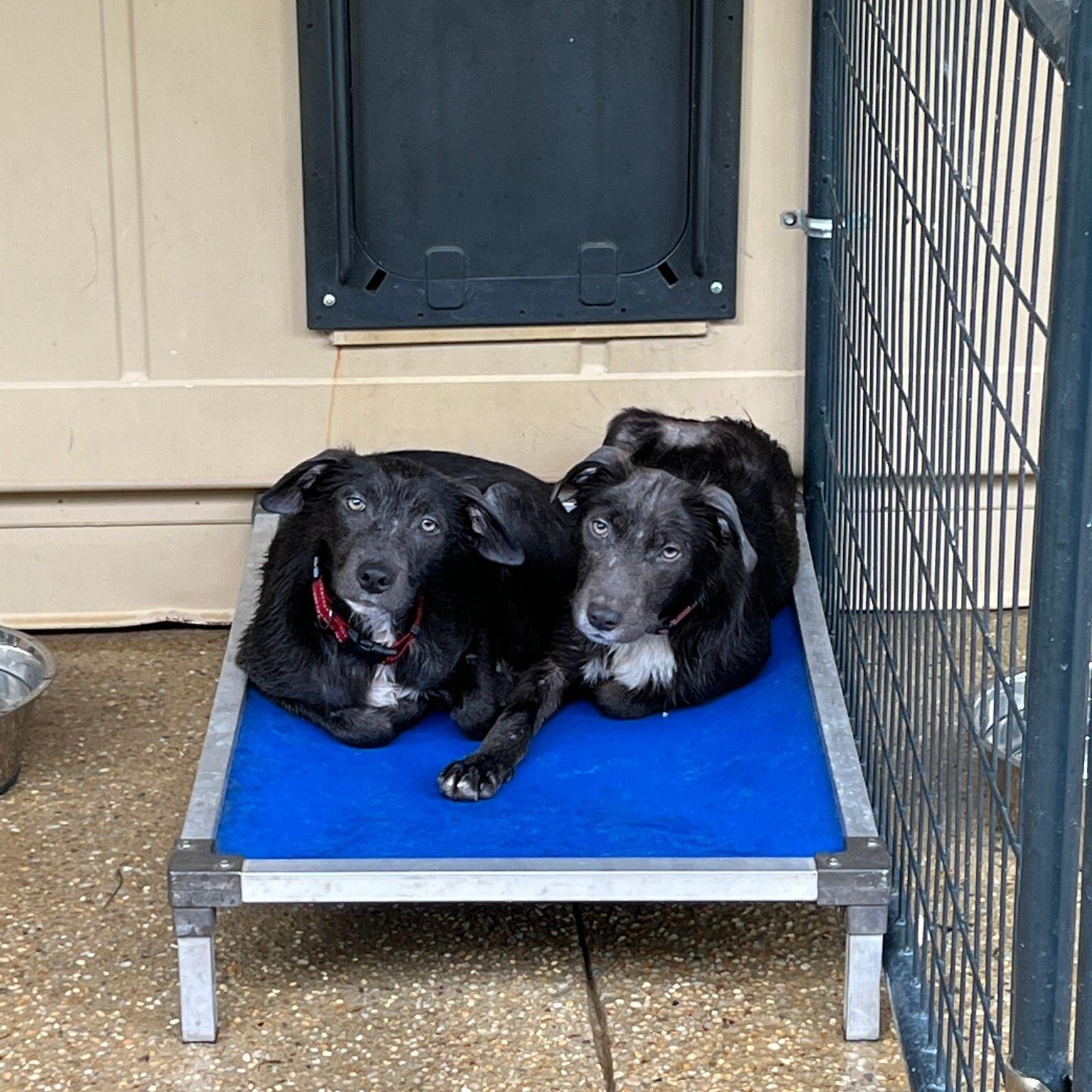 Thank you to everyone who donated so we could send Lucky Puppy Rescue (FL) the 34 beds they needed for their sweet pups!❤

&quot;Please see the attached photos of a few of our dogs enjoying the beds you sent. 
Thank you so much for all your help!&quo