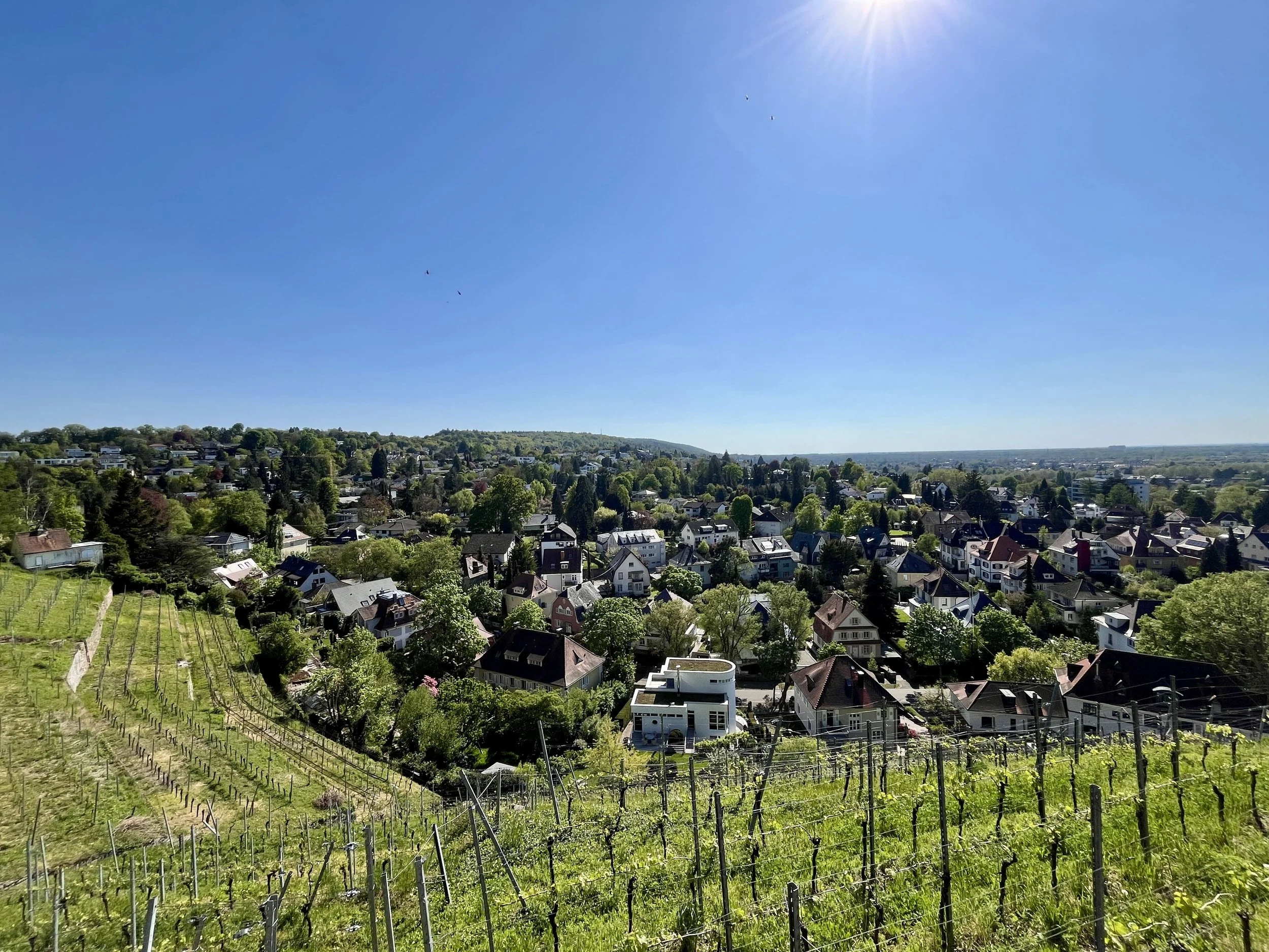 Wohnlage Geigersberg mit Häusern und Turmbergwein