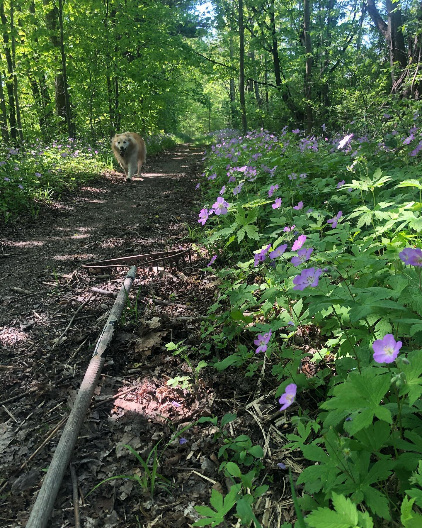 Cleaning up the NatiFo Forty singletrack this morning and tomorrow morning. 5 June, coming up quick! BikeReg link and info at webpage. #gravelgrinder #gravelrace #raceyourbike #flxoutdoors #steelgravelbike
