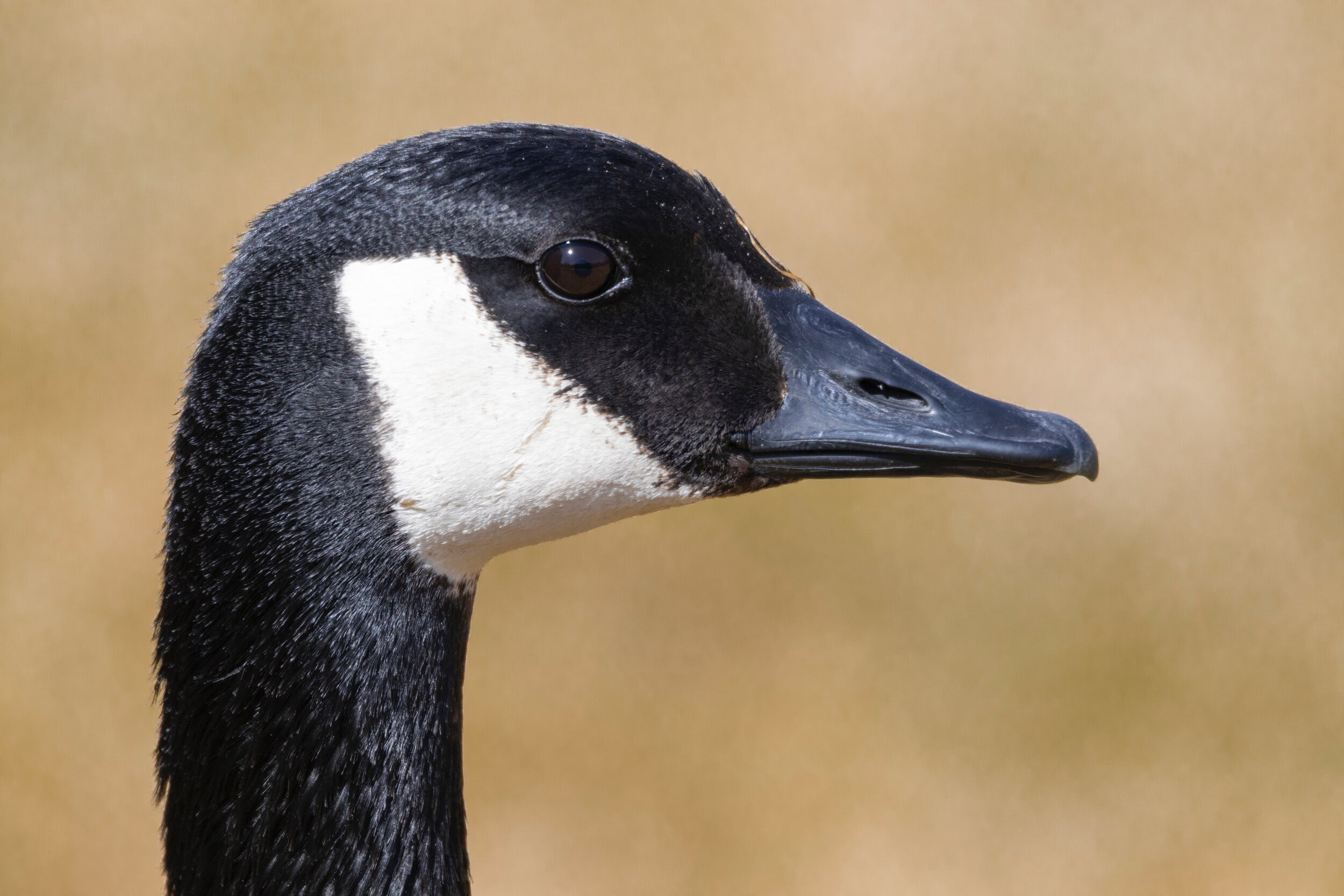 Canada Goose