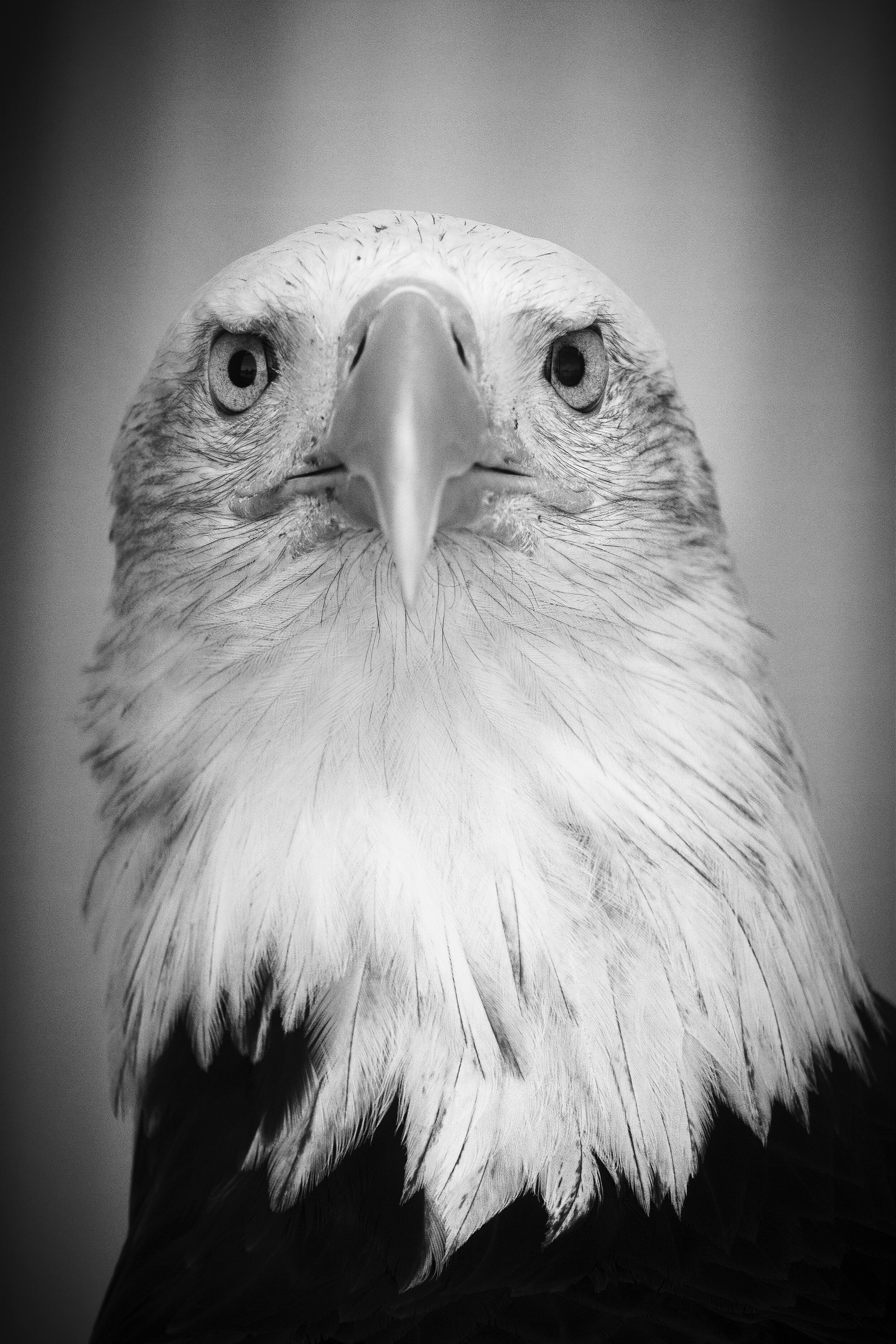 Bald Eagle (2021)