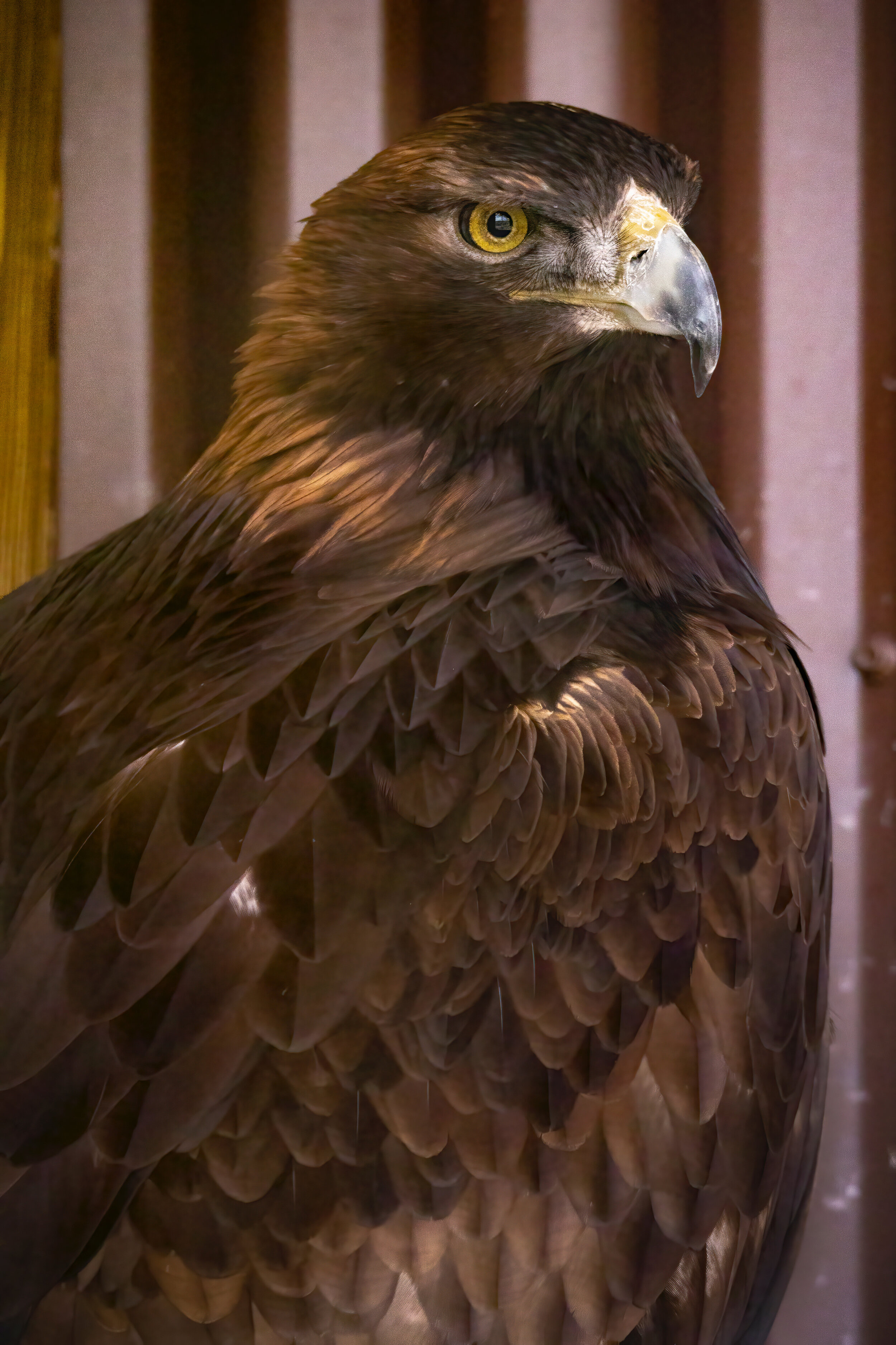 Golden Eagle