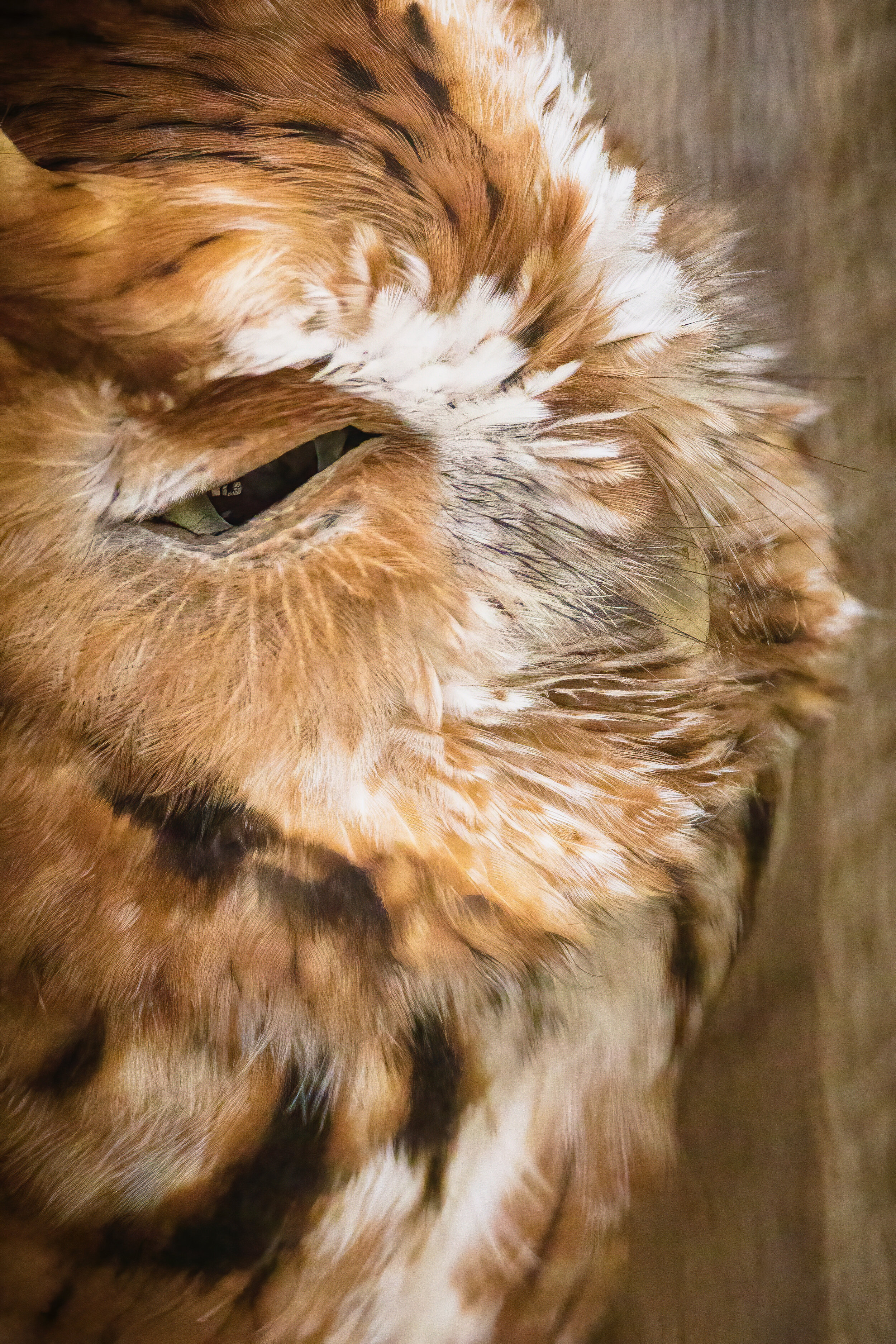 Male Screech Owl (2021)