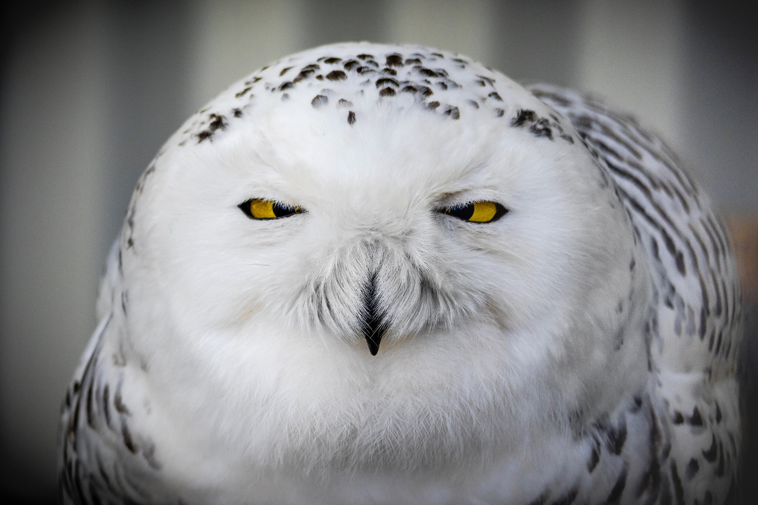 Snowy Owl