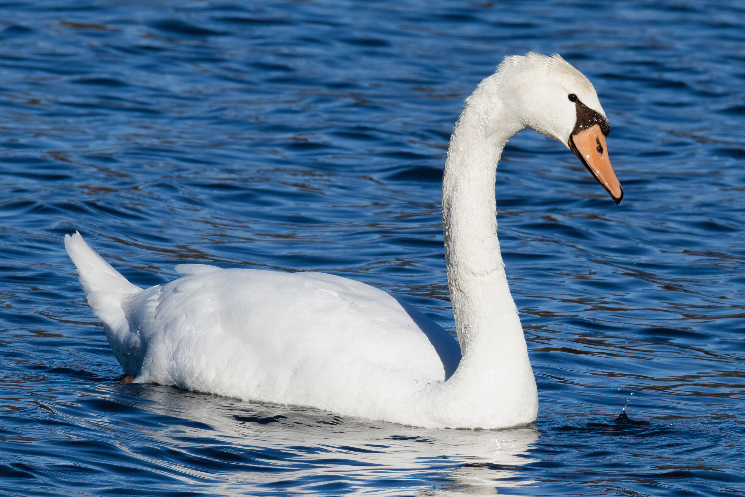 Mute Swan (2021)