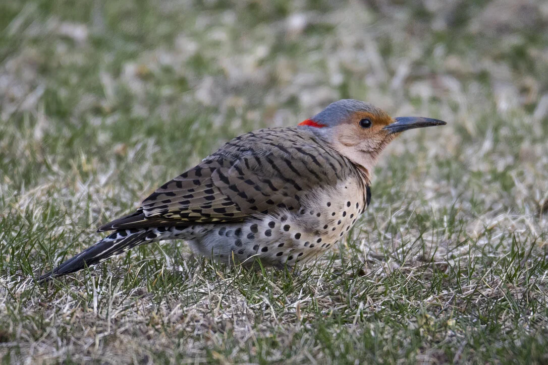 Northern Flicker