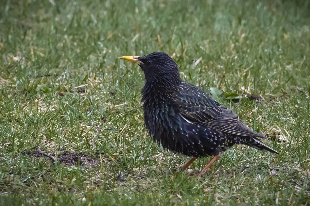 Common Starling