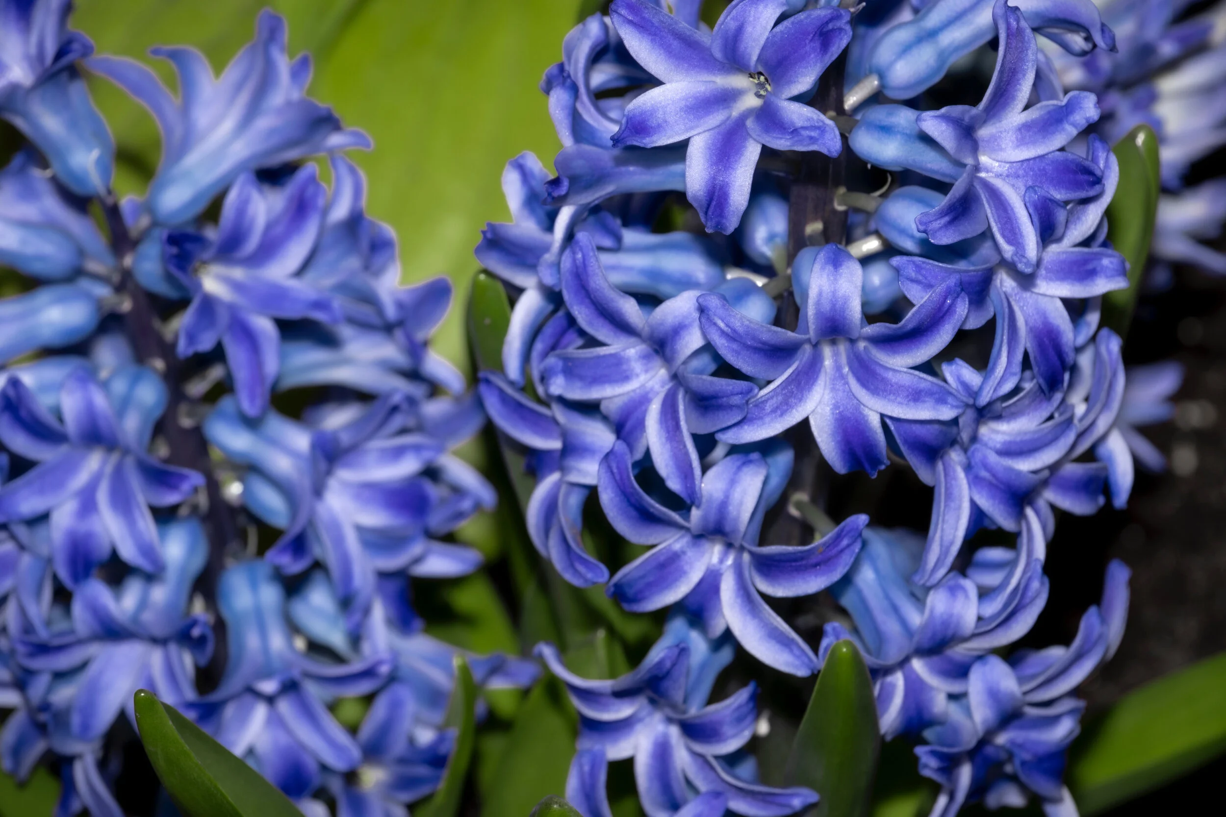 Hyacinth