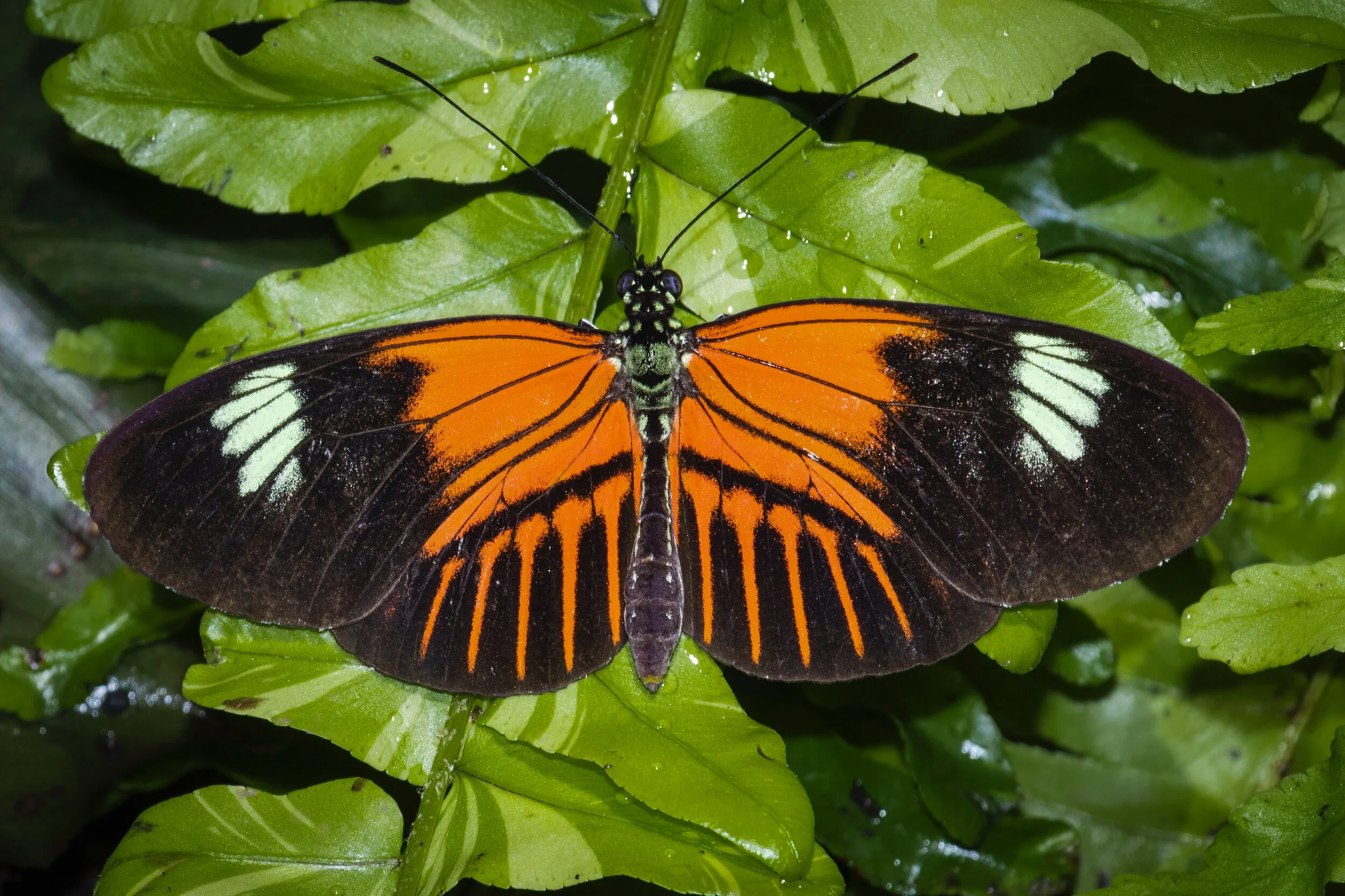 Tiger Longwing