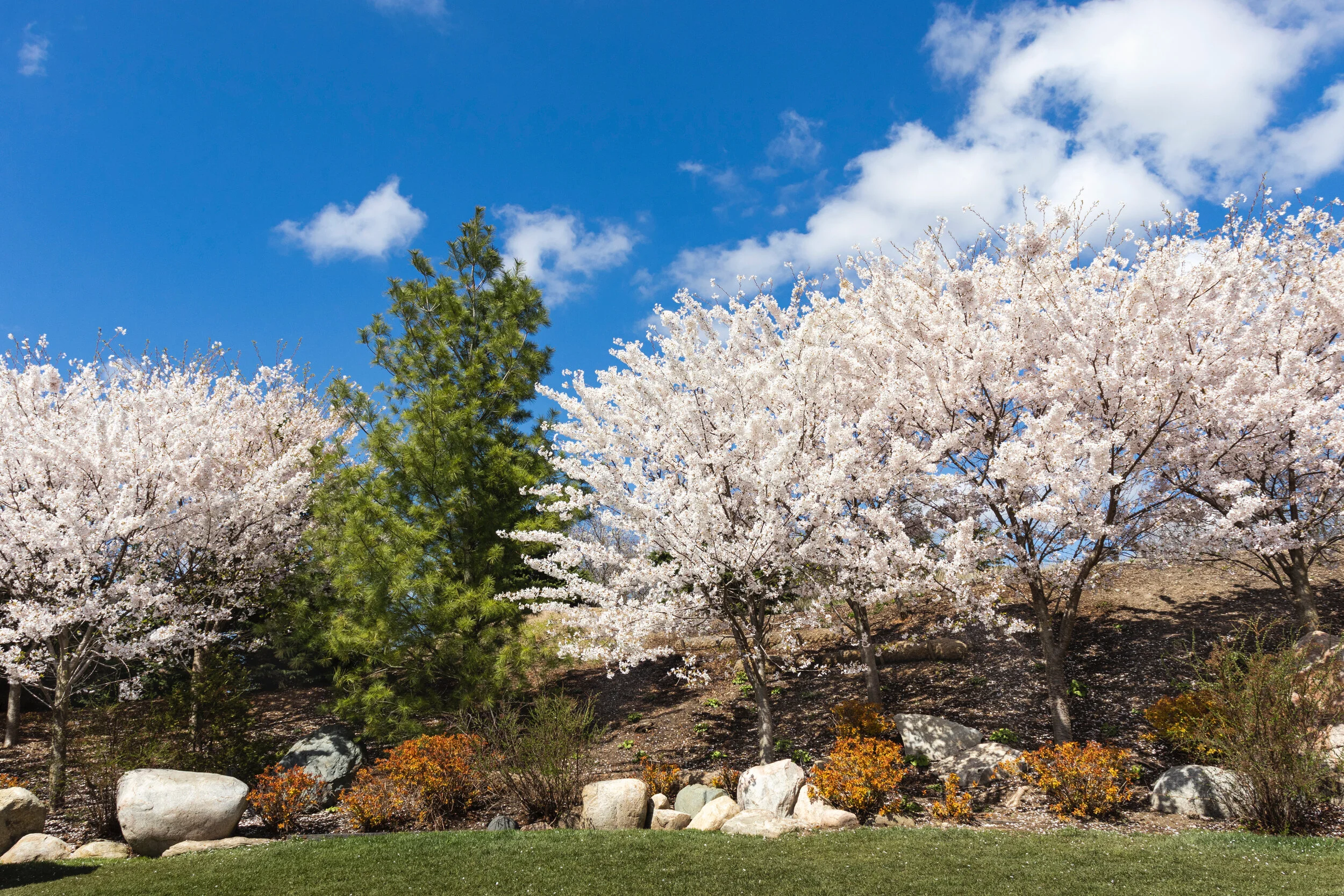 Cherry Tree Promenade