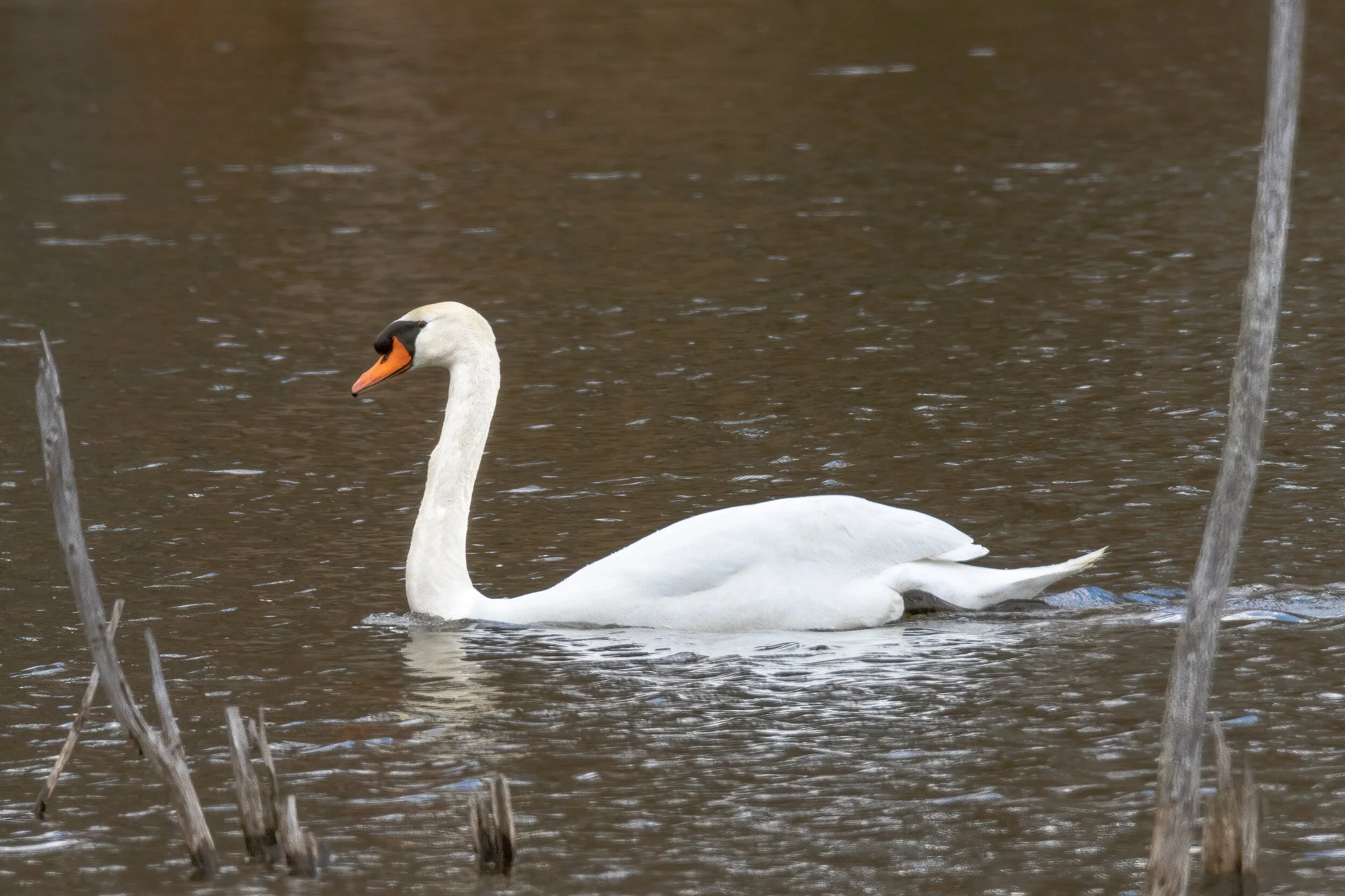 Marsh Swan