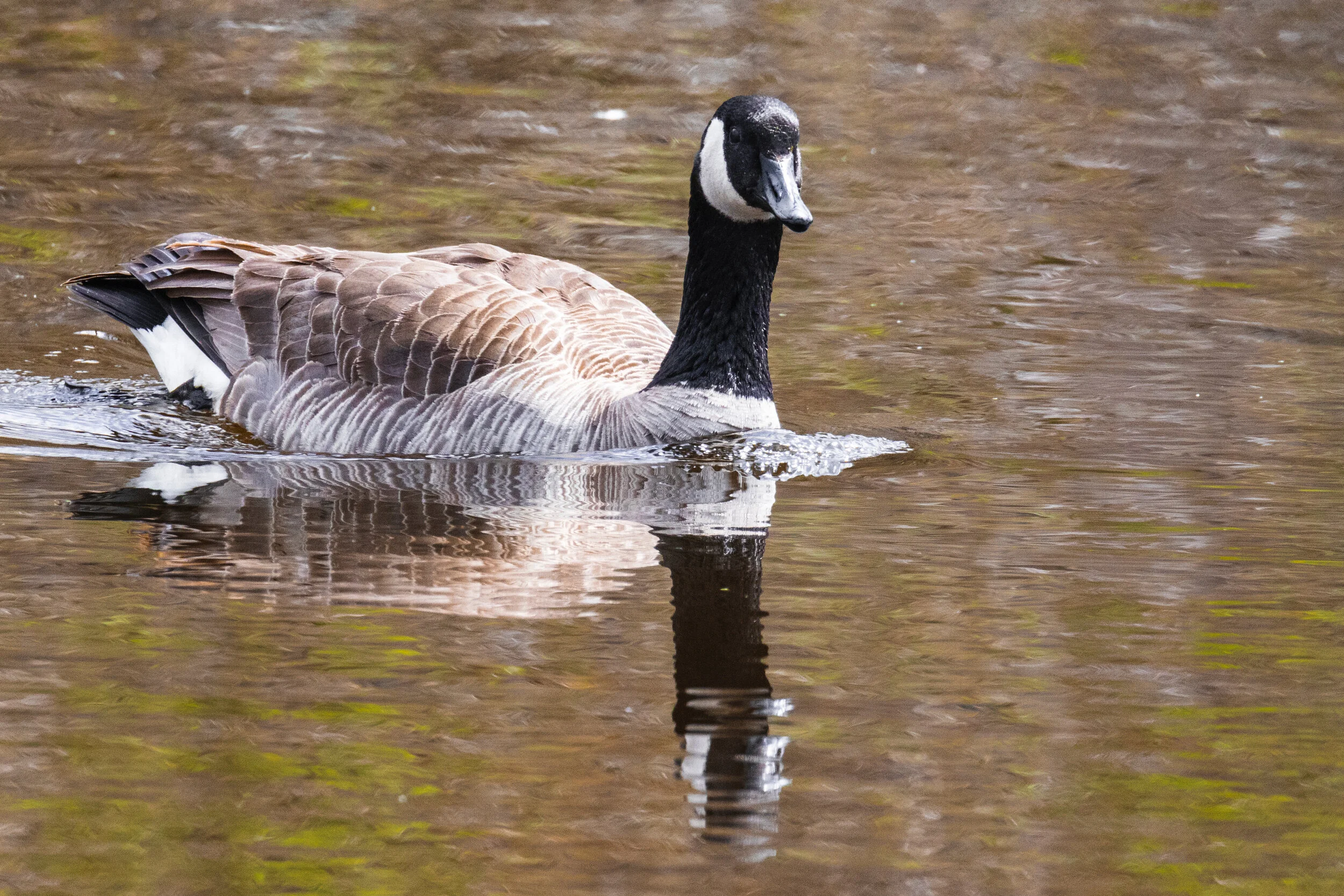 Mirror Goose