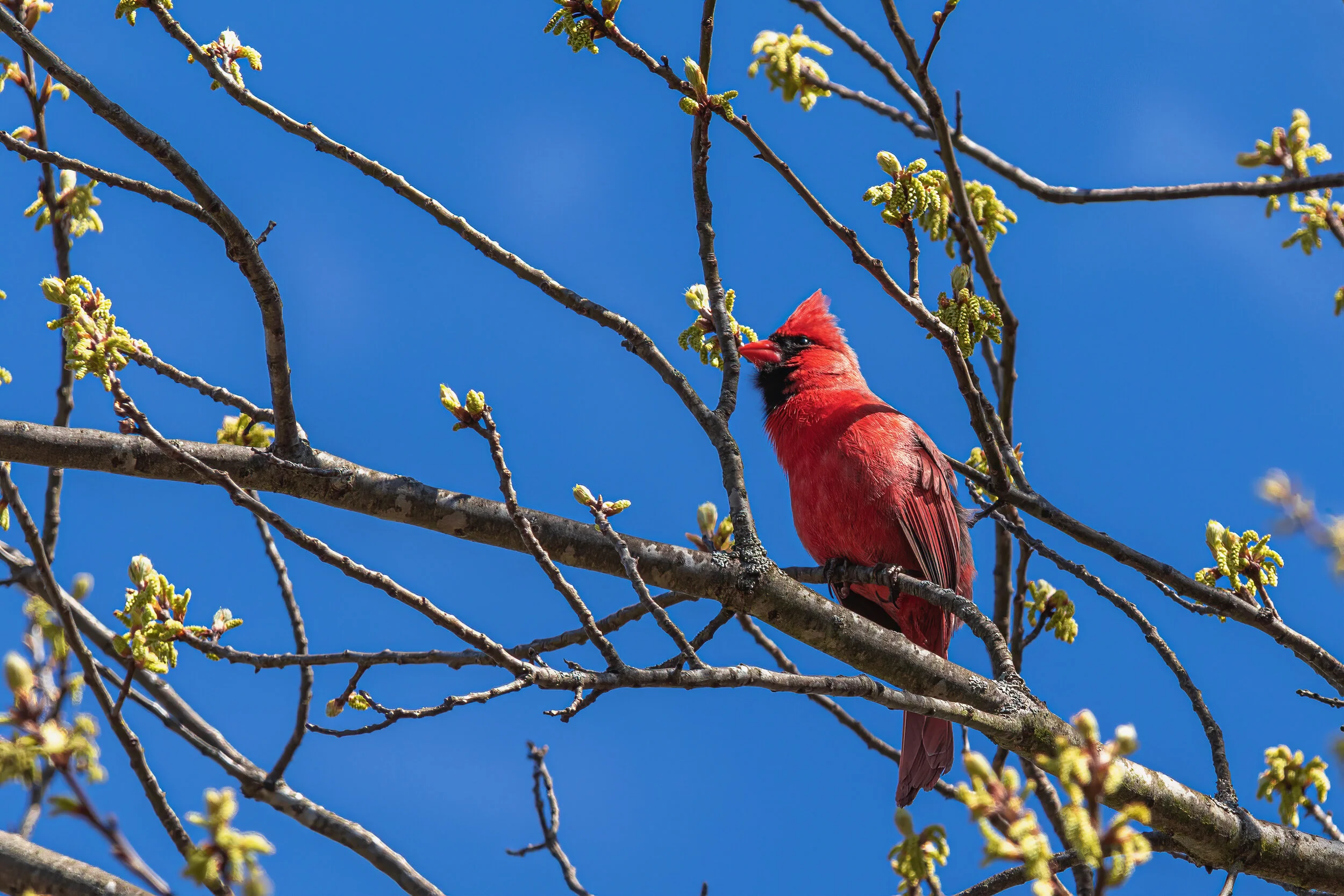Spring Cardinal