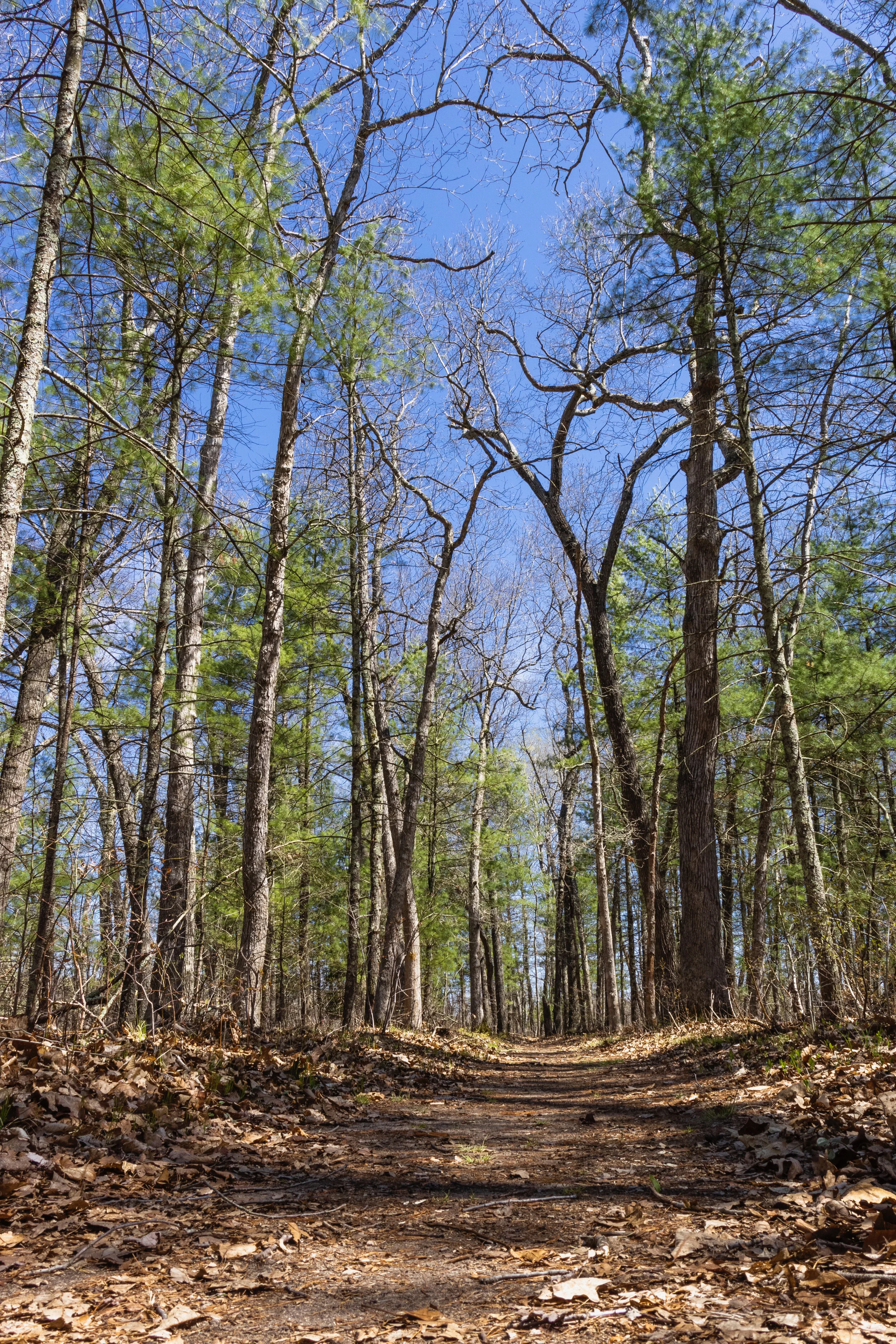 A Walk in Allegan Woods