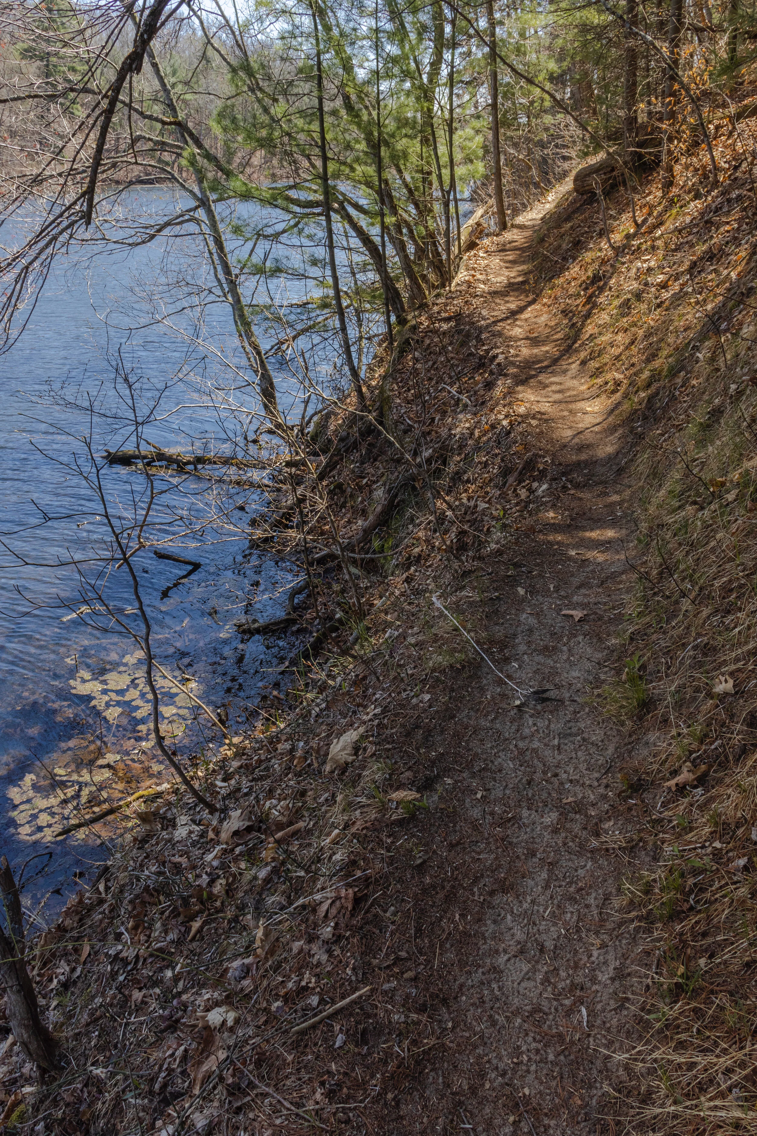 Shade by the Water's Edge