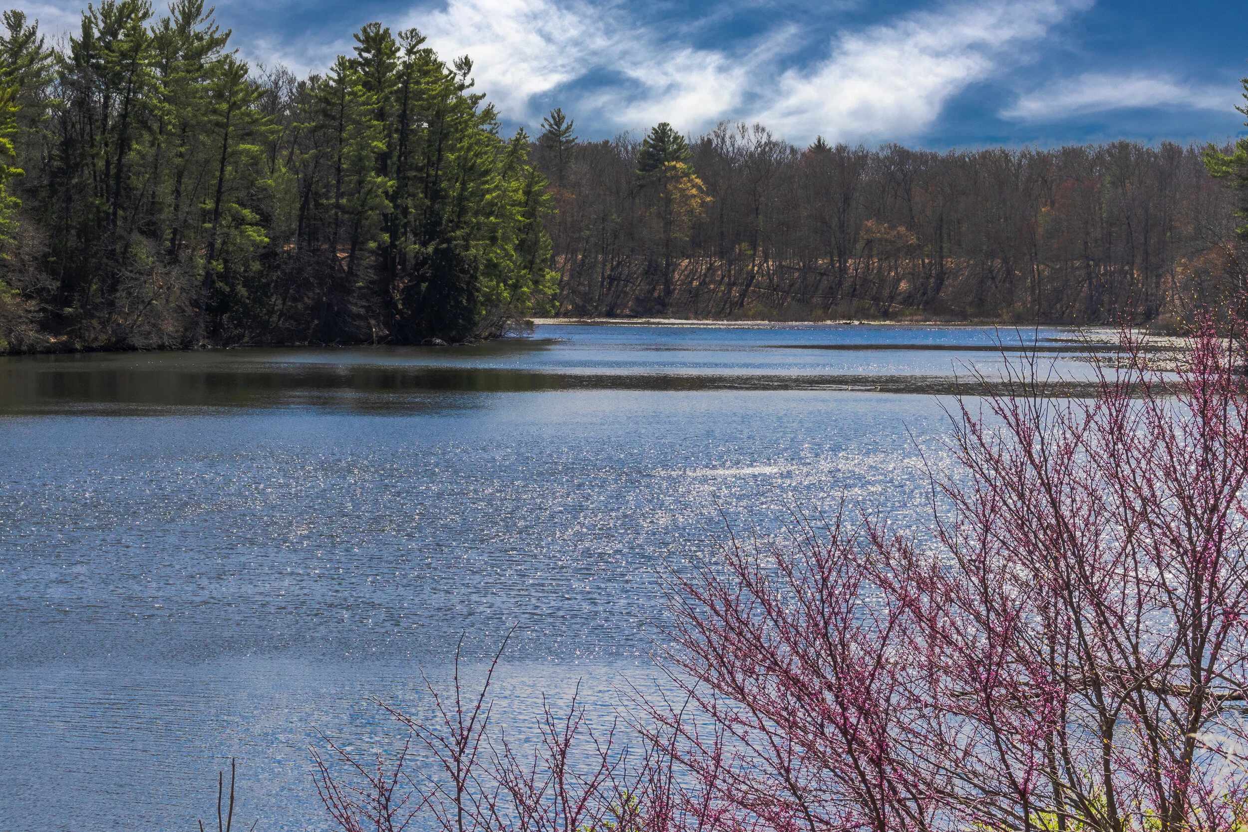 Redbuds by the Water
