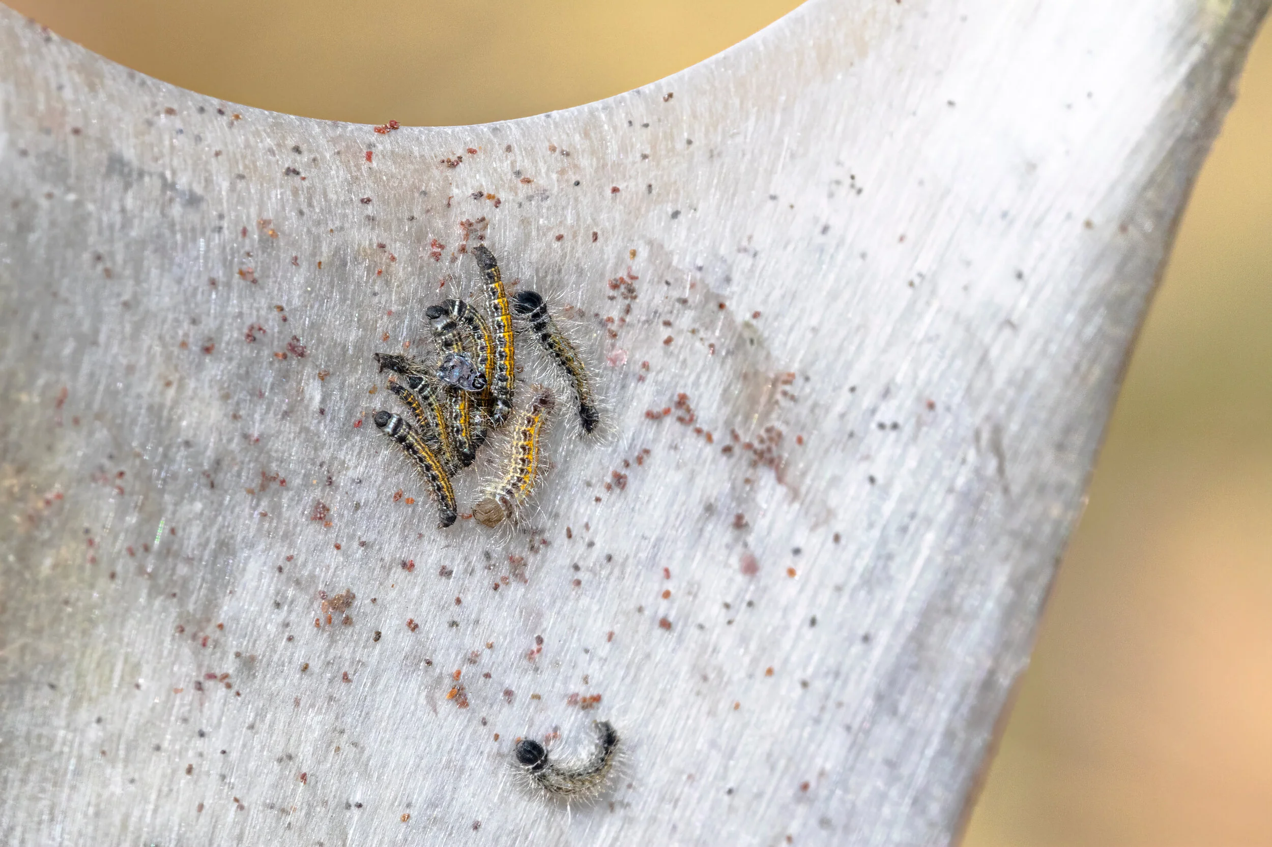 Tent Caterpillar Hatchlings
