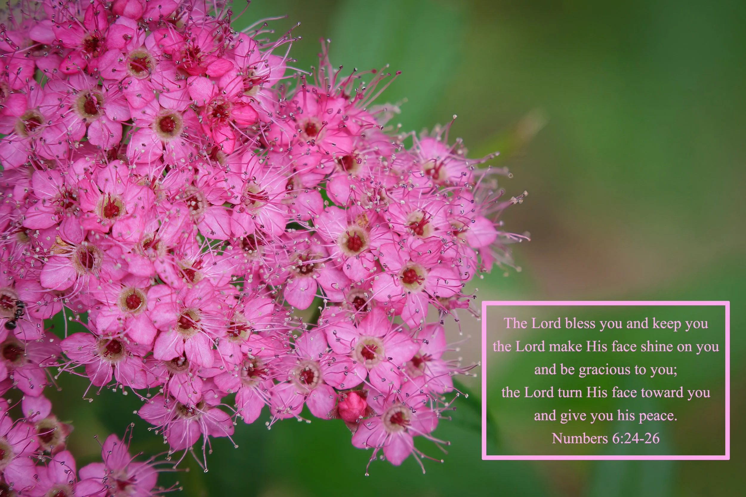 Numbers 6_24-26.jpeg